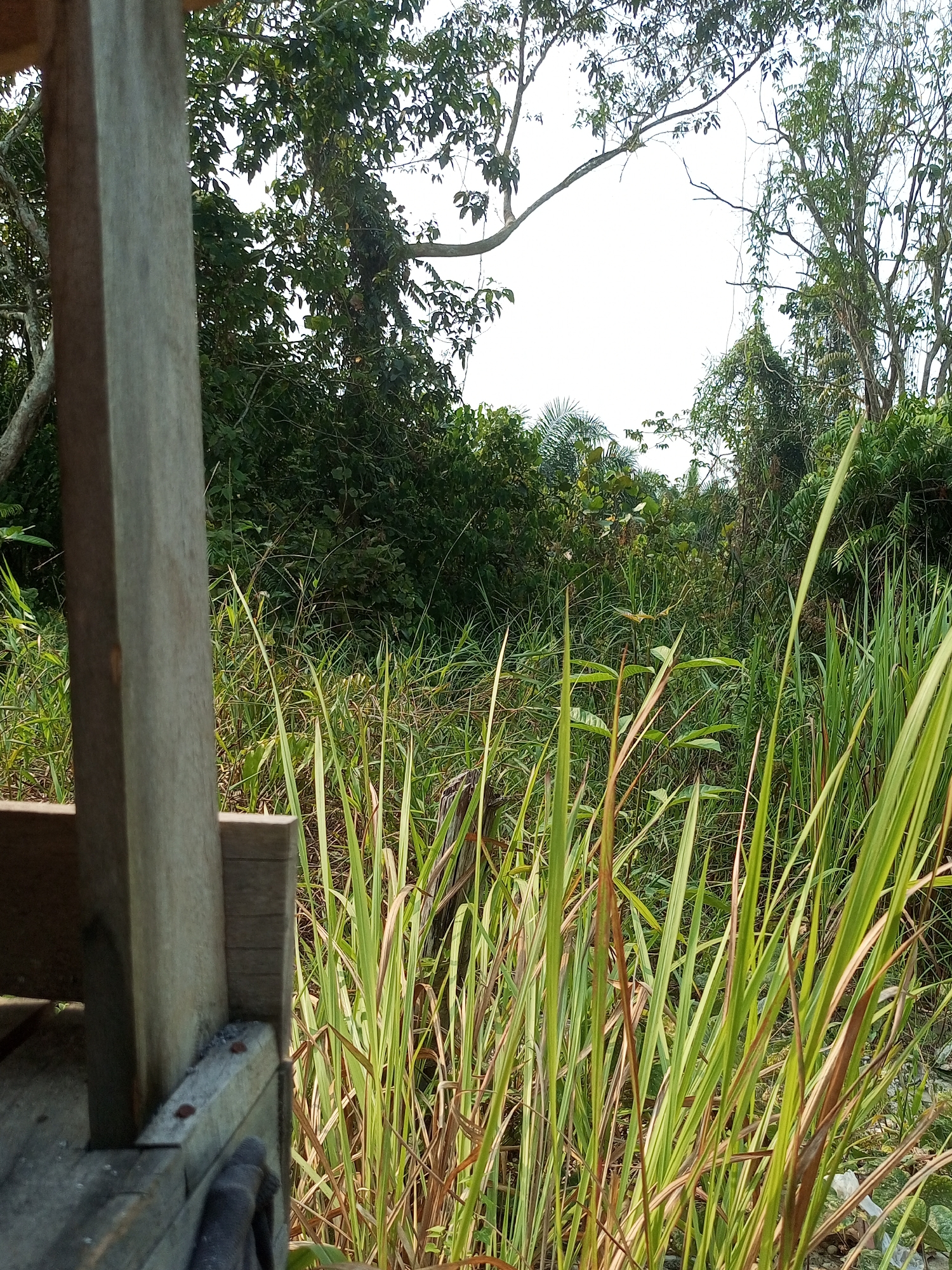 The image depicts a dense, overgrown area with tall grass and lush green foliage. In the foreground, a weathered wooden structure is partially visible on the left side of the frame. The structure appears to be made of rough, aged wood, with visible nails and signs of wear. Behind the wooden structure and the tall grass, a thick wall of green vegetation, including trees and bushes, fills the midground and background. The sky is bright and appears to be overcast or hazy. There are no people or animals visible in the image. The scene suggests a natural, possibly untamed environment. The location in Keling Panggau, Indonesia, implies a tropical setting with abundant plant life.