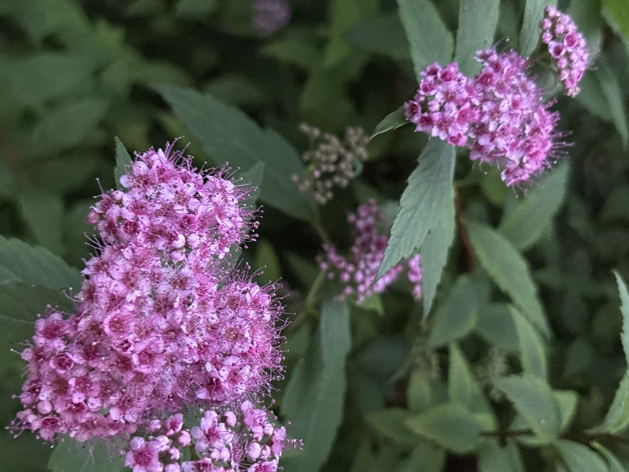 The image shows a close-up of pink spirea flowers with green foliage in the background. The flowers are clustered and delicate, with numerous small petals and protruding stamens. The lighting is soft, and the focus is on the blooms, with the background leaves appearing slightly blurred. The scene depicts a plant in a natural or garden setting. No specific landmarks or indications of Tallinn, Estonia are visible in the image.