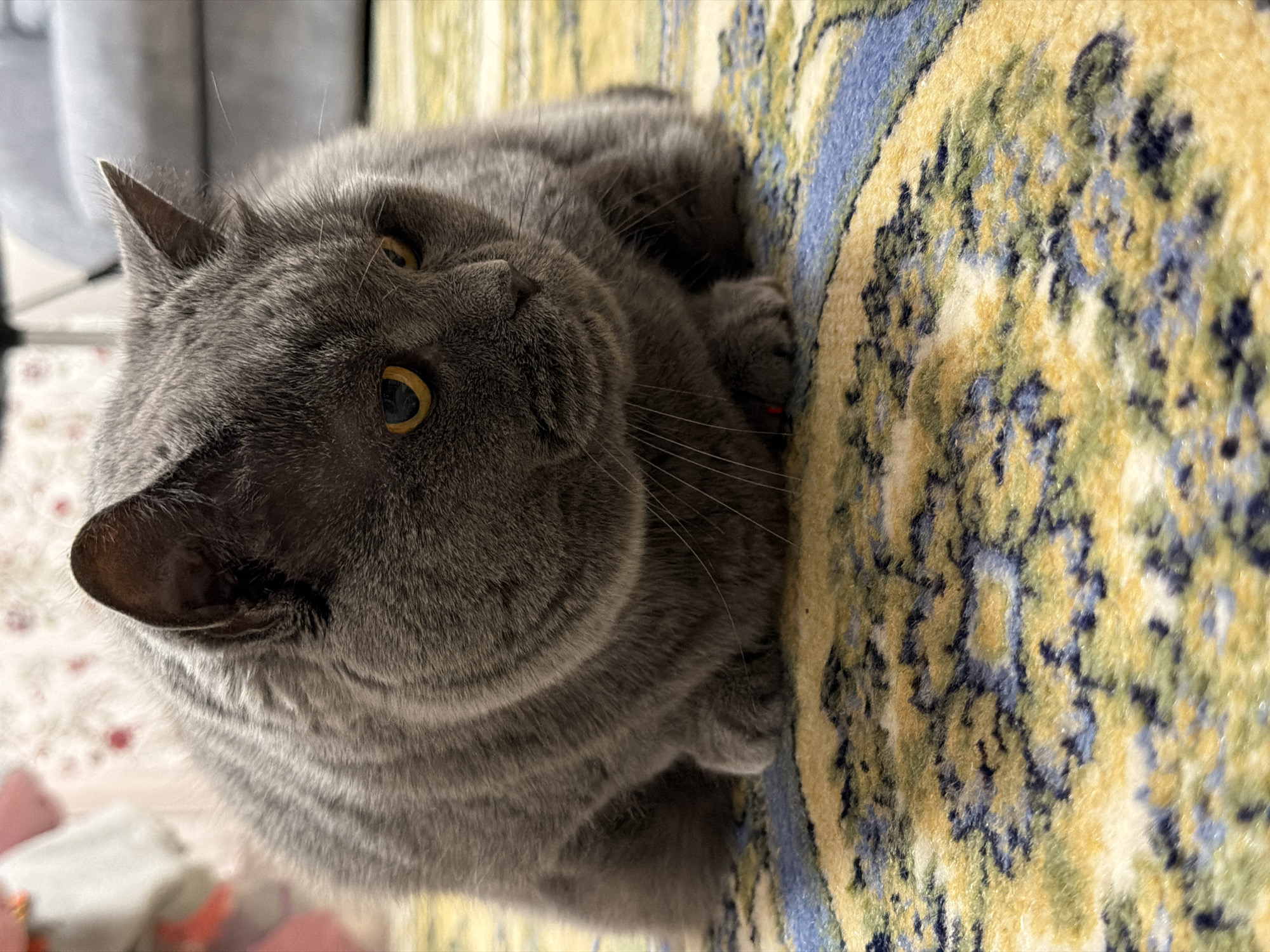 A close-up, eye-level, slightly low-angle shot captures a fluffy, grey British Shorthair cat resting on a rug. The cat is positioned in the center of the frame, with its body curled into a loaf shape. Its fur is a uniform grey, and its eyes are a striking yellow-orange. The cat's expression appears calm and perhaps a little weary. Its paws are tucked beneath its body, and whiskers extend outwards from its muzzle. The rug beneath the cat has a busy pattern featuring yellow, blue, and green hues. The background is softly blurred, showing hints of furniture, possibly a grey couch or armchair, and a patterned wallpaper with pink floral motifs. The lighting is soft, suggesting an indoor environment. The location is not specified in the image, and therefore cannot be determined as Шмидтово, Russia.