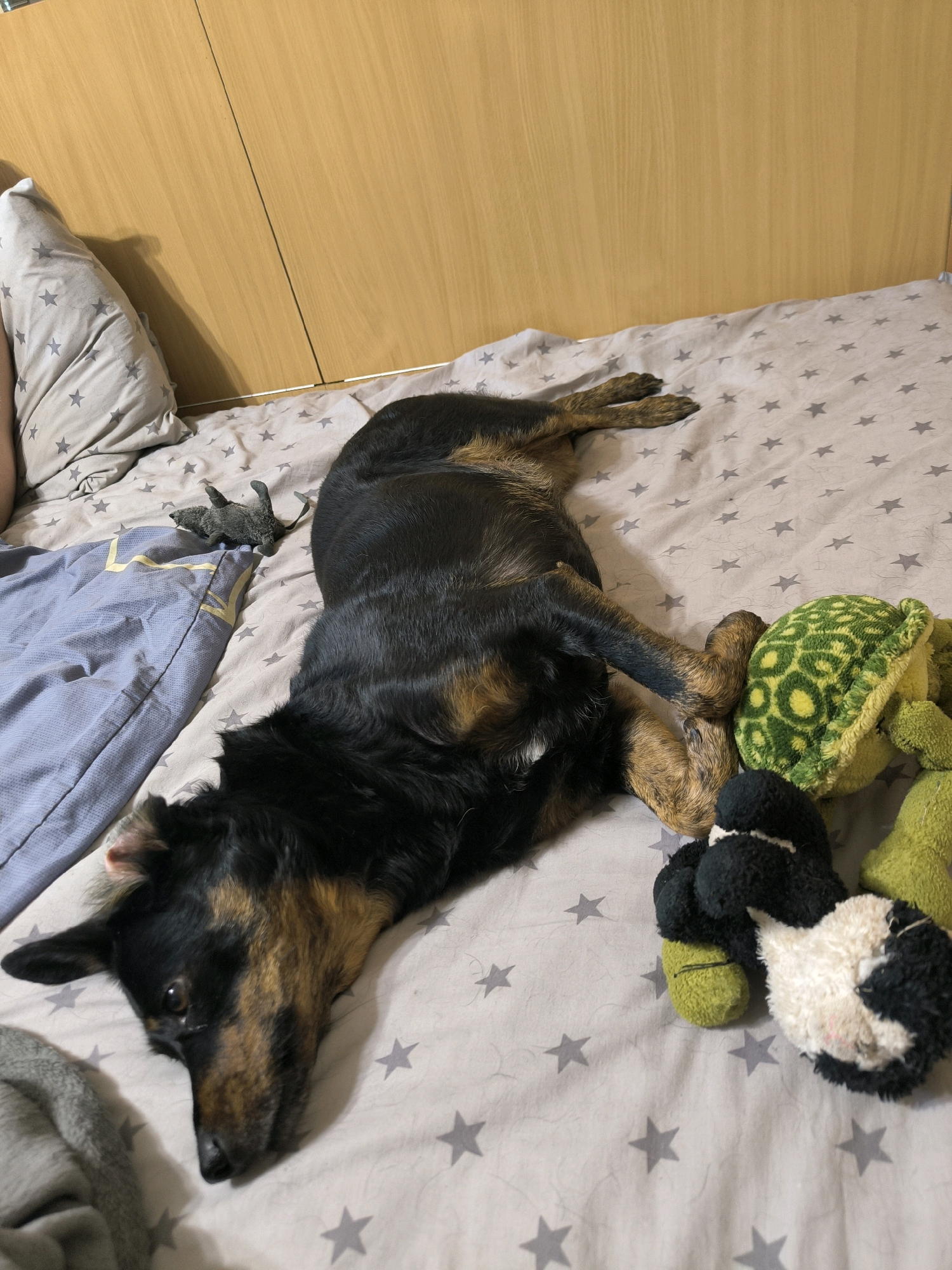 A medium-sized dog with black and tan fur is lying on its back on a bed with a grey star-patterned comforter. The dog's head is turned to the left, and its eyes are open. To the dog's right are several plush toys: a green turtle, a black and white stuffed animal, and a small green stuffed animal. To the dog's left, there is a blue pillow and a small grey stuffed animal that resembles a rodent. The bed is in a bedroom with a wooden wardrobe behind it. The room appears to be in an apartment in Mykolaiv, Ukraine.