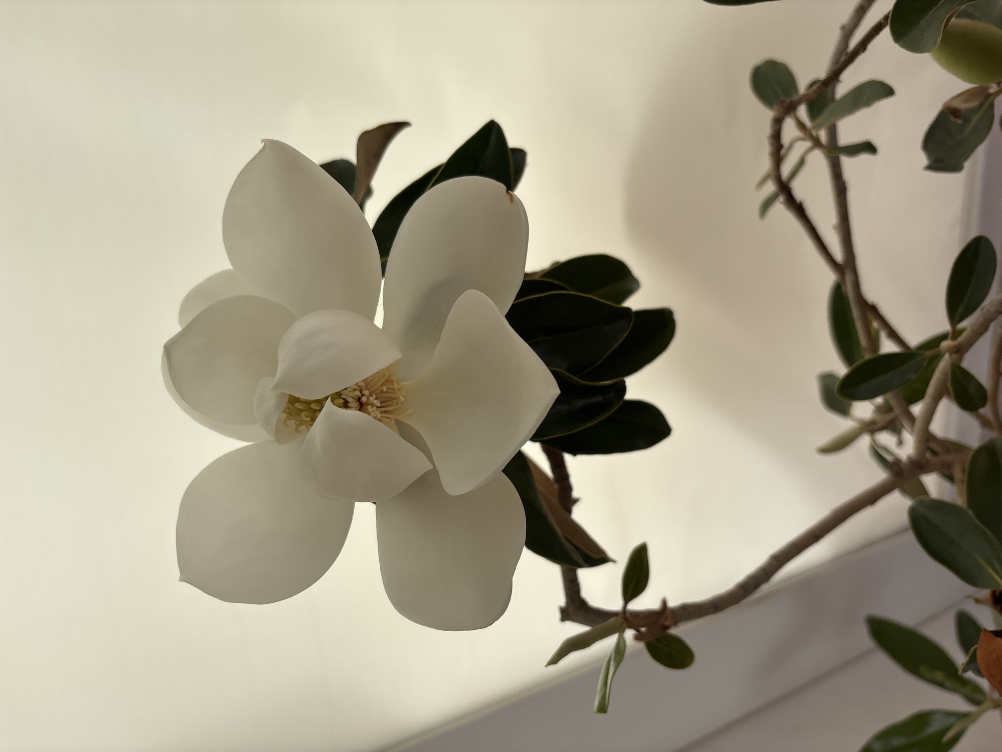 A close-up, eye-level shot features a white magnolia flower in full bloom against a softly lit, neutral background. The flower's large, waxy petals are arranged in a spiral, with the inner reproductive parts visible as a cluster of cream-colored stamens. Dark green, leathery leaves emerge from behind the bloom. The flower and leaves are attached to a woody stem and branches that extend into the foreground and frame the lower part of the image. The scene is rendered with a shallow depth of field, blurring the background and emphasizing the details of the flower. There is no indication of the specific location in Orihuela, Spain.