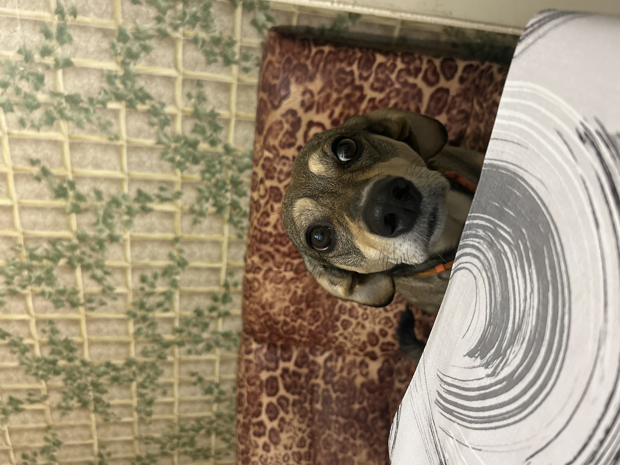 This image depicts an indoor scene in Lyaskovets, Bulgaria. The primary subject is a small to medium-sized dog, observed from a low angle, peering over a surface in the foreground. The dog has a mixed-color coat, predominantly brown and tan with darker accents, a black nose, and dark, alert eyes reflecting ambient light. An orange collar is visible around its neck.
In the immediate foreground, obscuring the lower portion of the dog's body, is a flat surface, likely a table, covered with a light-colored textile. This textile features a distinct pattern of concentric grey and black brushstroke-like swirls.
Behind the dog is a padded backrest, possibly part of a couch or chair, upholstered in a fabric displaying a prominent dark brown and tan leopard print pattern.
The background consists of a wall covered with wallpaper. The wallpaper features a light beige or off-white grid or trellis pattern, overlaid with a scattered design of green leaves or vines. The overall lighting is diffuse and consistent.