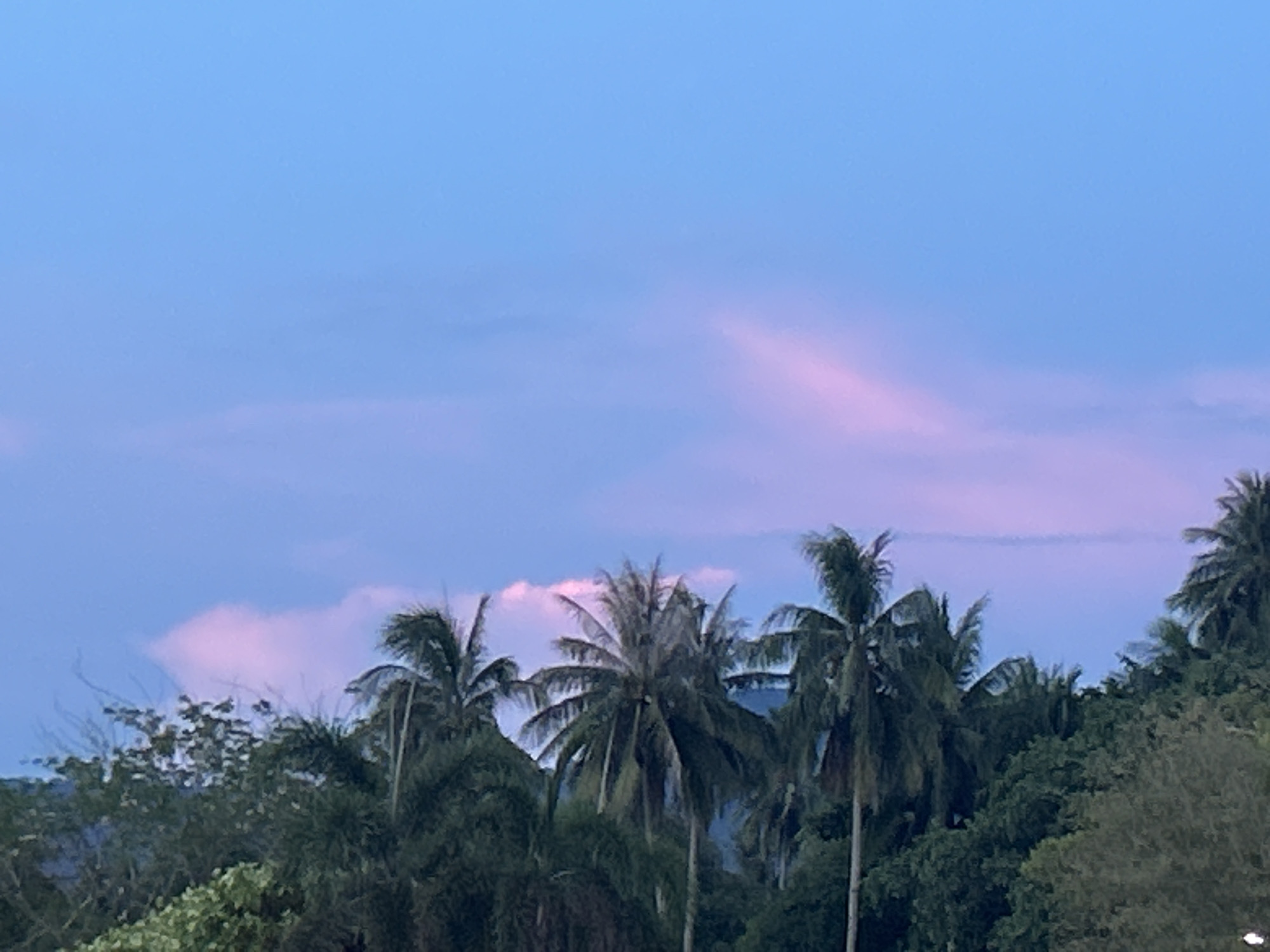 The image depicts a twilight scene in Thong Sala, Thailand. The sky is predominantly blue with pink-tinged clouds. In the foreground, there is a dense thicket of tropical vegetation, with several prominent coconut palm trees. The palm trees are interspersed amongst other trees, creating a layered green canopy. The lighting suggests either sunset or sunrise, with muted colors. There is no evidence of people or any explicit actions taking place.