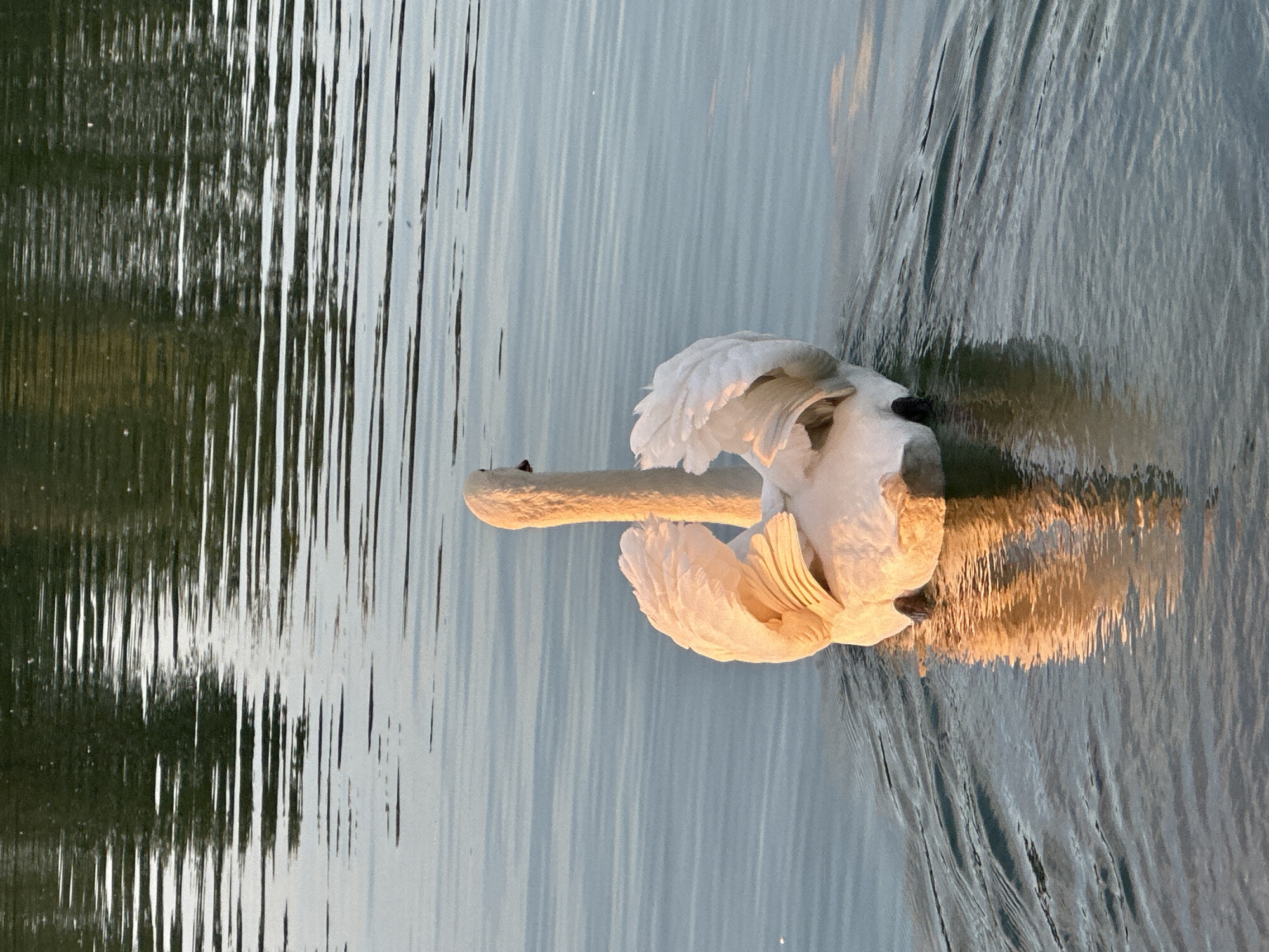 A graceful white swan is captured floating serenely on a body of water, likely a lake or river in the City of Zagreb, Croatia. The swan occupies the central-right portion of the frame, its elegant neck slightly curved, and its head angled towards the left. Its pristine white feathers are bathed in a warm, golden light, suggesting either an early morning or late afternoon setting during the golden hour. This illumination highlights the soft textures of its plumage, particularly on its back and wings.
The water surface is calm, reflecting vertical streaks of light and shadow. To the left of the swan, the reflections are darker with greenish hues and bright white lines, indicative of trees or vegetation along the bank. To the right, the water reflects lighter, cooler shades of blue and grey, likely from the sky. Subtle ripples emanate from behind the swan, indicating its gentle movement through the water. A soft reflection of the swan is visible beneath it, blending with the water's patterns. The overall atmosphere is one of tranquility and natural beauty. There is no visible text in the image.