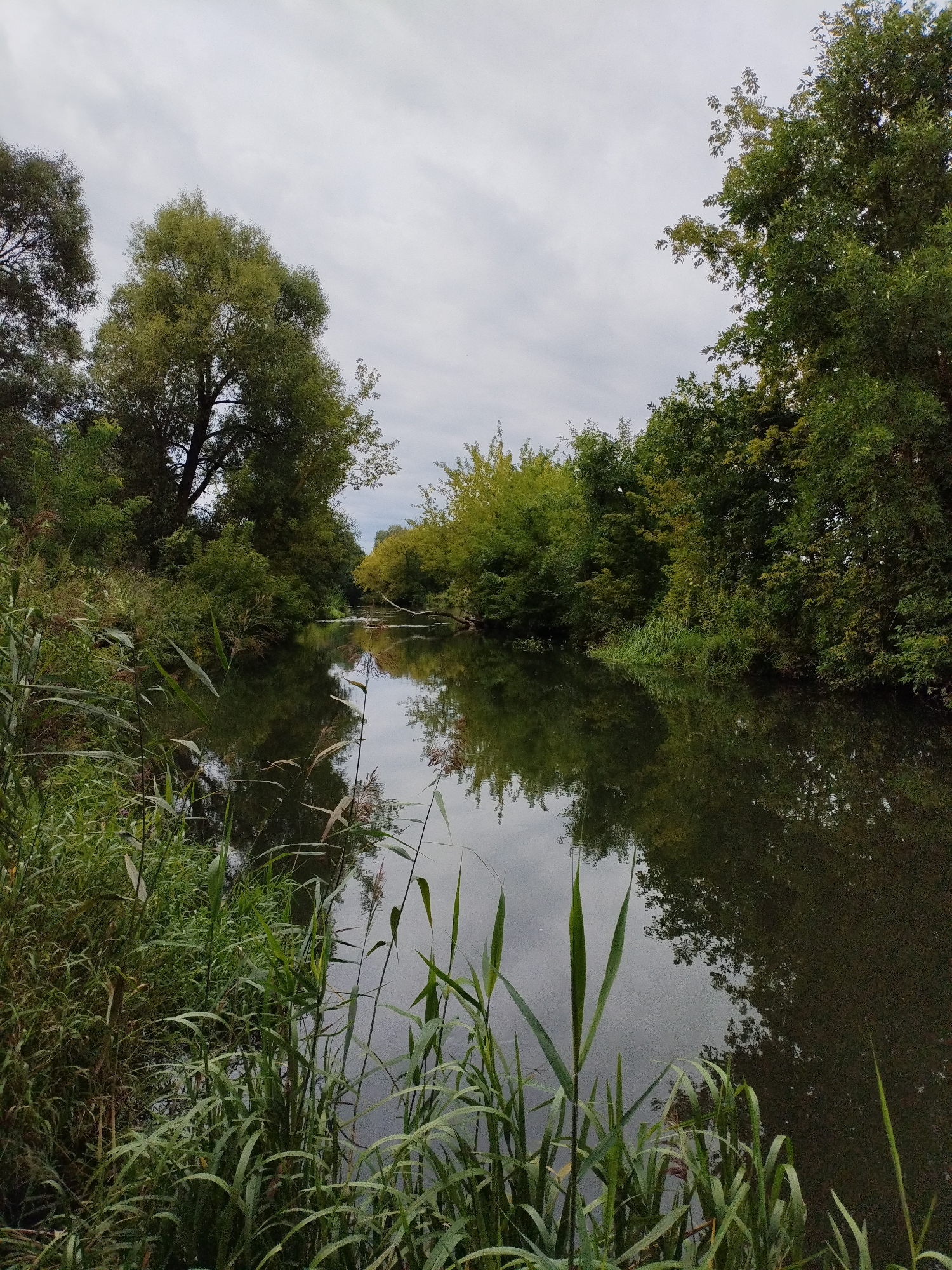 The image depicts a serene natural scene along a calm body of water, likely a river or a small lake, with lush green vegetation bordering its banks. The water's surface reflects the overcast sky and the surrounding trees, creating a mirror-like effect. Tall reeds and grasses grow along the foreground, adding texture and depth to the scene. The trees on both sides of the water are full of green foliage, suggesting a temperate climate and possibly a summer or early autumn setting. The overall impression is one of tranquility and natural beauty, indicative of a peaceful outdoor environment. While the specific location is stated as Bialynichy, Belarus, the image itself does not contain any explicit man-made structures or human presence that would pinpoint it to a specific urban or rural area within the city.