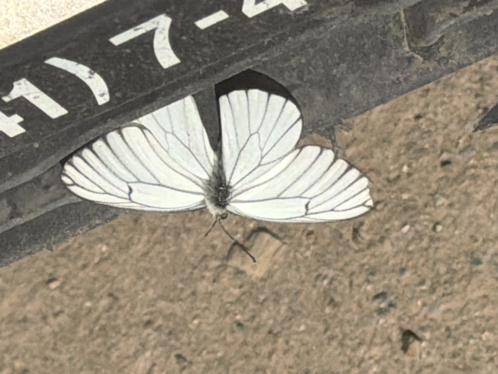 A forensic image taken in Chaikovsky, Russia, shows a single white butterfly at rest outdoors. The butterfly's wings are spread horizontally, featuring prominent dark venation against white membranes. Its body is dark grey and appears hirsute, with two antennae clearly visible. The insect is positioned with the lower-right section of its wings and body resting on a dark grey, rigid object, possibly metal or heavy plastic. This object displays worn white markings, including a clear partial '7' and other curved graphic elements, consistent with weathered alphanumeric or symbolic text. The upper-left portion of the butterfly's wings extends over a light brown, granular ground surface, indicative of dry earth or fine gravel, which is unevenly textured with small aggregates. The scene is illuminated by natural daylight.
