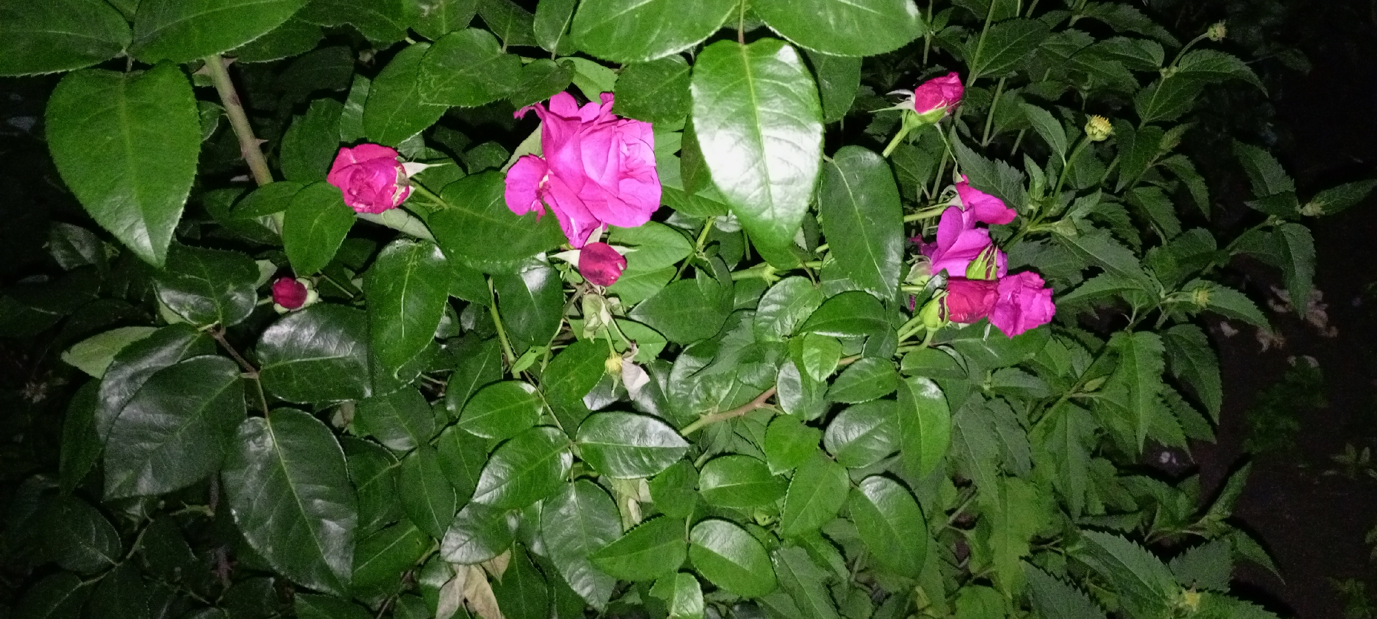 In Kirsanov, Russia, a close-up, full-frame shot captures a dense cluster of vibrant green rose leaves and several pink rose blooms and buds. The lighting suggests it may be dusk or night, with some areas of the foliage in deep shadow. The focus is on the natural beauty of the rose bush, with no people or man-made objects visible in the frame. The scene is still and peaceful, showcasing the delicate texture of the petals and the rich green of the leaves.