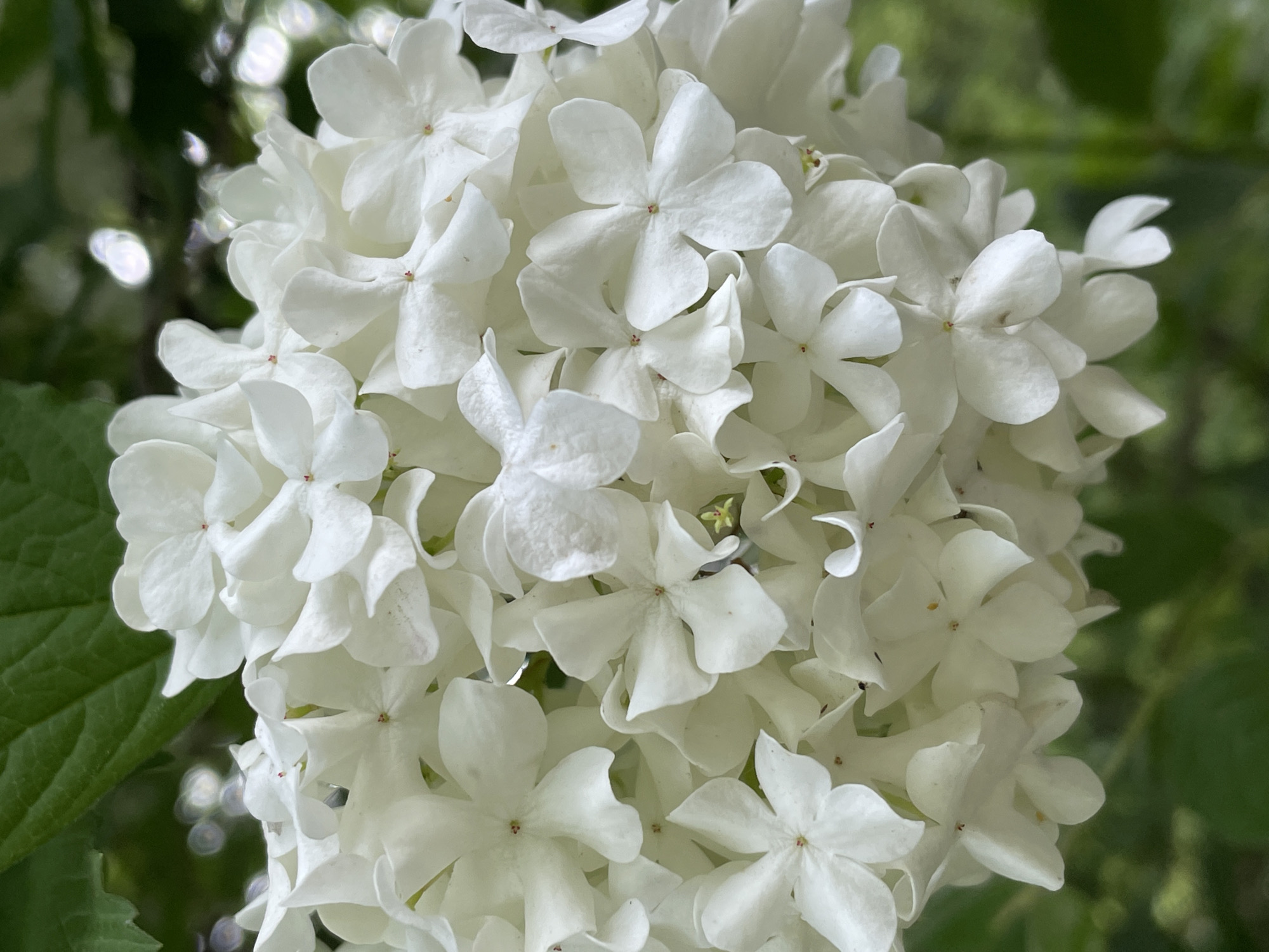 A close-up shot displays a cluster of white flowers, possibly snowball viburnum, with four petals each. The flowers are densely packed together, creating a rounded shape. The background is blurred, with green foliage visible, suggesting an outdoor setting. The image does not provide evidence of the location in the city of Khimki, Russia. No people, actions, or interactions are depicted.