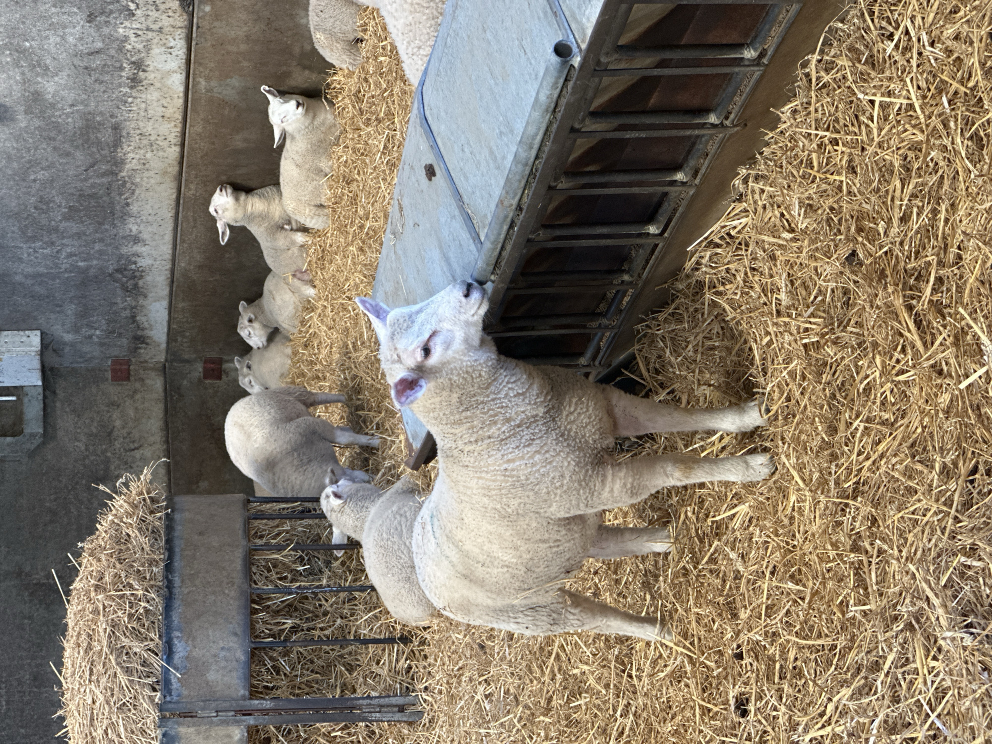 The image shows a group of lambs in a barn. They are in an enclosure with straw on the floor. Some lambs are near a metal feeding trough. The location is likely a farm, but specific details to pinpoint Tunbridge Wells are not apparent in the image.