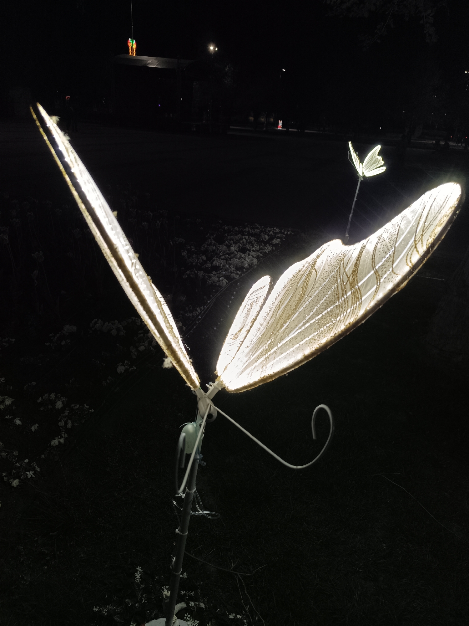 The image captures a nighttime outdoor scene dominated by illuminated decorations. In the foreground, a large, brightly glowing butterfly sculpture stands on a pole. Its wings are made of a translucent, possibly white or cream-colored material, intricately detailed with golden lines and shimmering dots, suggesting a delicate, ornate design. The internal light source makes the wings appear luminous against the dark background. The butterfly's body and support structure are a light color, likely white or silver.
Further back and to the right, a smaller, similarly illuminated butterfly sculpture is visible, also glowing brightly. The ground directly beneath and around the sculptures is dark grass, with faint outlines of small, light-colored plants or flowers, possibly illuminated by spillover light from the sculptures.
In the distant background, the scene is very dark, indicative of nighttime. A raised structure, possibly a stage or platform, is visible, and atop it stand two small, illuminated figures, one green and one red, resembling abstract characters or perhaps stylized carrots. Other faint lights can be seen scattered in the far background, suggesting streetlights or additional decorative lighting in a broader display.
The setting appears to be a park, garden, or public space decorated for an event or display, such as a light festival or holiday celebration. The time of day is clearly night, as indicated by the darkness and the prominence of the artificial lights. No specific activity is taking place within the frame, but the arrangement of the illuminated objects implies an event designed for viewing. No visible text is present in the image.