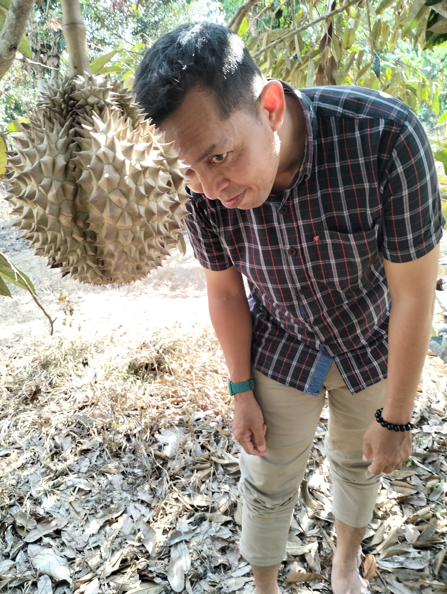 The image depicts a man standing outdoors near a durian fruit tree in Kilometer Delapan, Indonesia. The man, wearing a plaid shirt and khaki pants, is looking down at the durian fruit. The ground is covered with fallen leaves and dry grass, suggesting a rural or natural setting. Sunlight filters through the trees, casting shadows and creating a dappled effect on the scene. The man appears to be the sole subject in the image, and his focus is on the durian fruit.