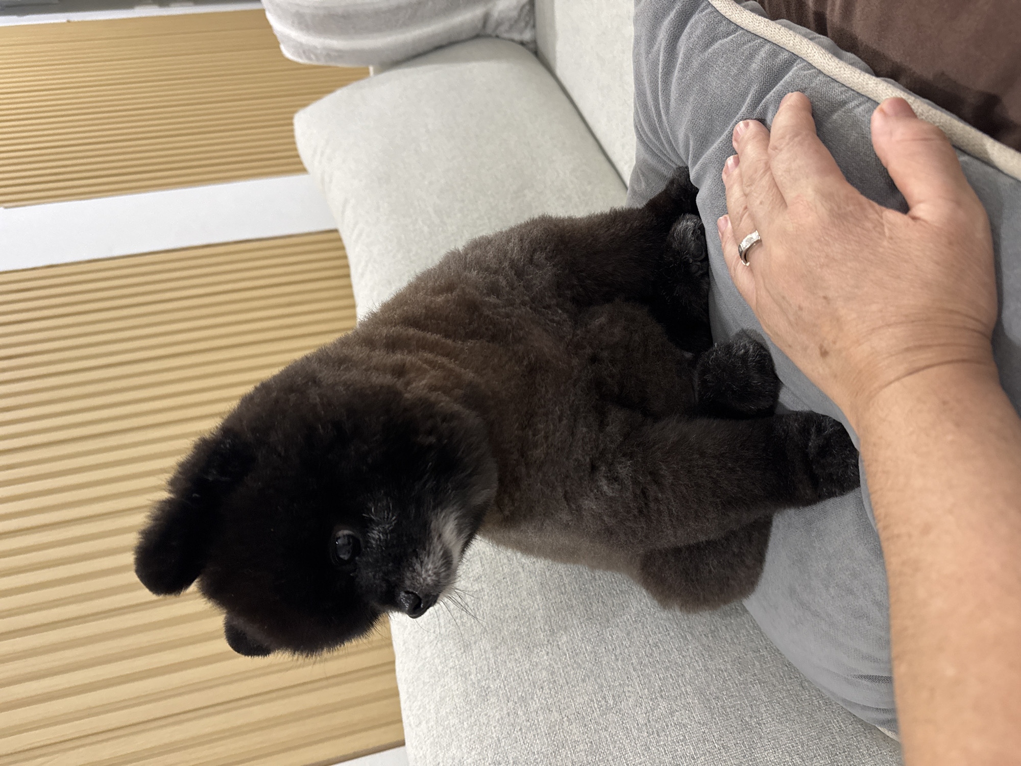 A black Pomeranian dog is sitting on a gray pillow, with a human hand resting on the pillow in front of the dog. The dog is looking to the left with its ears perked up. The background consists of a light-colored sofa and a wall with vertical wooden slats. The scene is indoors, likely in a residential setting in Kathu, Thailand.