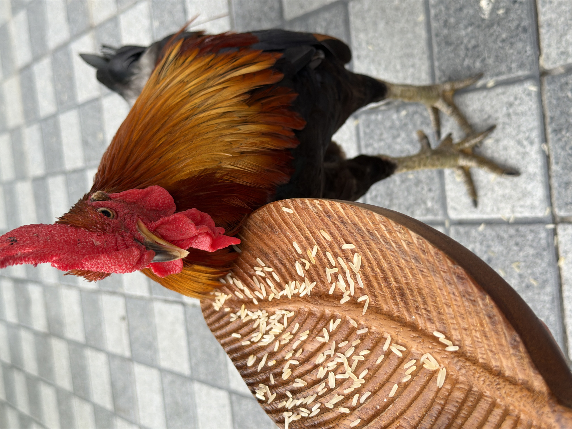 A rooster stands on a tiled surface in Ko Samui District, Thailand, looking at a wooden object shaped like a leaf, which is scattered with rice. The rooster has a red comb and wattles, and its feathers are a mix of orange, brown, and black. The tiled surface is gray and appears to be outdoors.