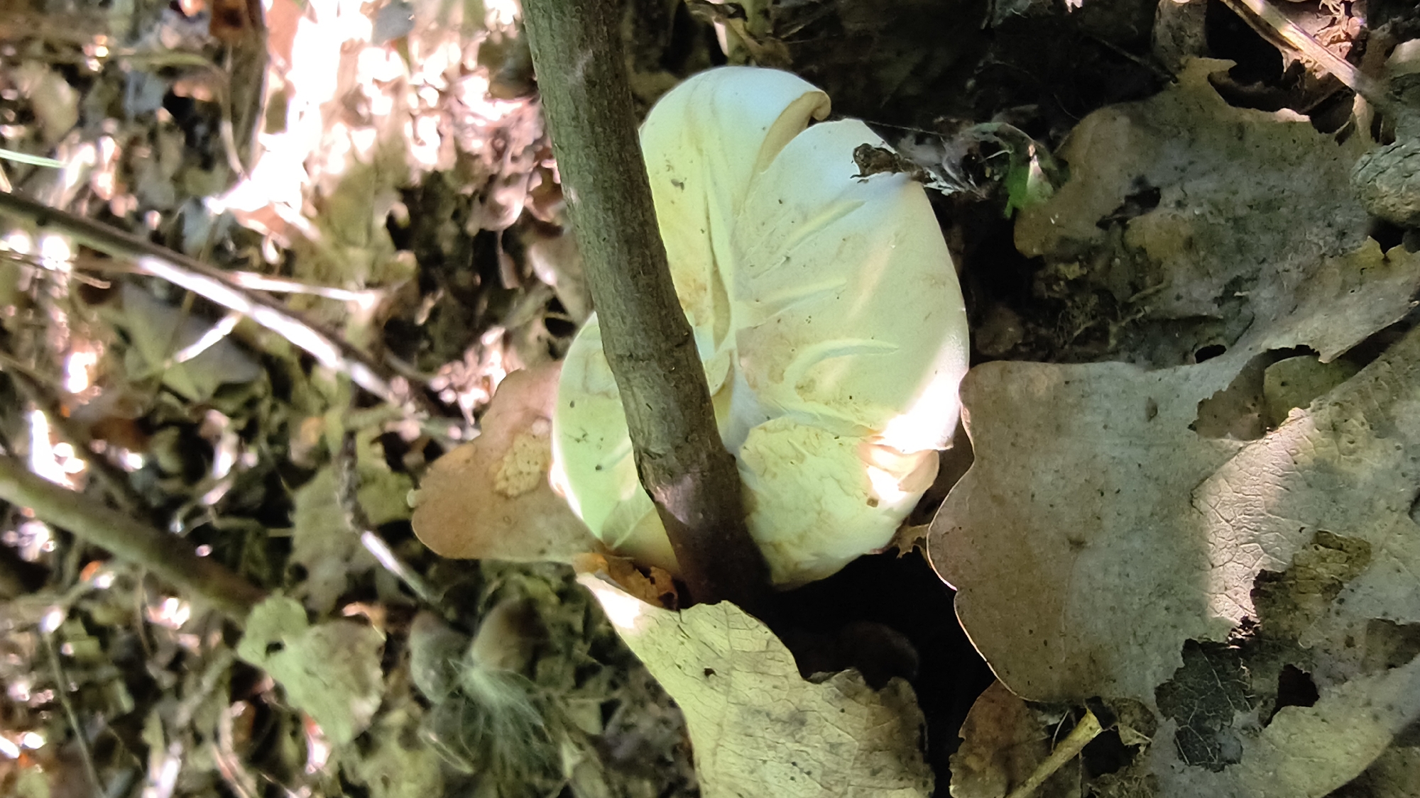 In the city of Mikhaylovka, Russia, a close-up, low-angle shot focuses on a light-colored mushroom partially obscured by dry leaves and a fallen branch in a forest setting. The mushroom's underside, with its pale, wavy gills, is prominently visible, illuminated by dappled sunlight. Surrounding the mushroom is a forest floor covered in brown, decaying leaves and twigs, with thin branches crisscrossing the frame from top to bottom, indicating a natural, outdoor environment. The lighting suggests it is daytime, with shadows cast by the overhead foliage and branches. There are no people or animals visible in the image.