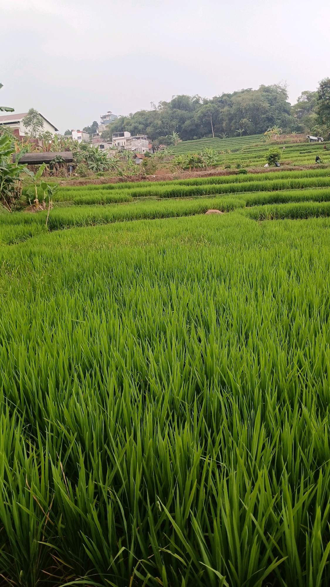 The image depicts a terraced rice paddy field in Melatiwangi, Indonesia. The foreground is dominated by lush, green rice stalks, which are densely packed and appear to be in the early stages of growth. The rice paddy is structured in horizontal terraces, suggesting a hilly or sloped terrain.
In the mid-ground, the terraces continue, with some areas showing slightly different shades of green, possibly indicating variations in water levels or plant maturity. A few scattered objects, such as a reddish-brown rock or log, are visible within the terraces.
In the background, a cluster of buildings and houses are situated on a gentle slope. These structures appear to be residential, with various architectural styles and colors. Beyond the buildings, a dense forest of trees covers the higher elevation, creating a natural backdrop.
The sky is overcast, casting a soft, diffused light on the scene. The overall impression is one of a rural landscape, characteristic of agricultural areas in Indonesia, where rice cultivation is prevalent. The image captures a serene and verdant environment, highlighting the harmonious relationship between nature and human agriculture.