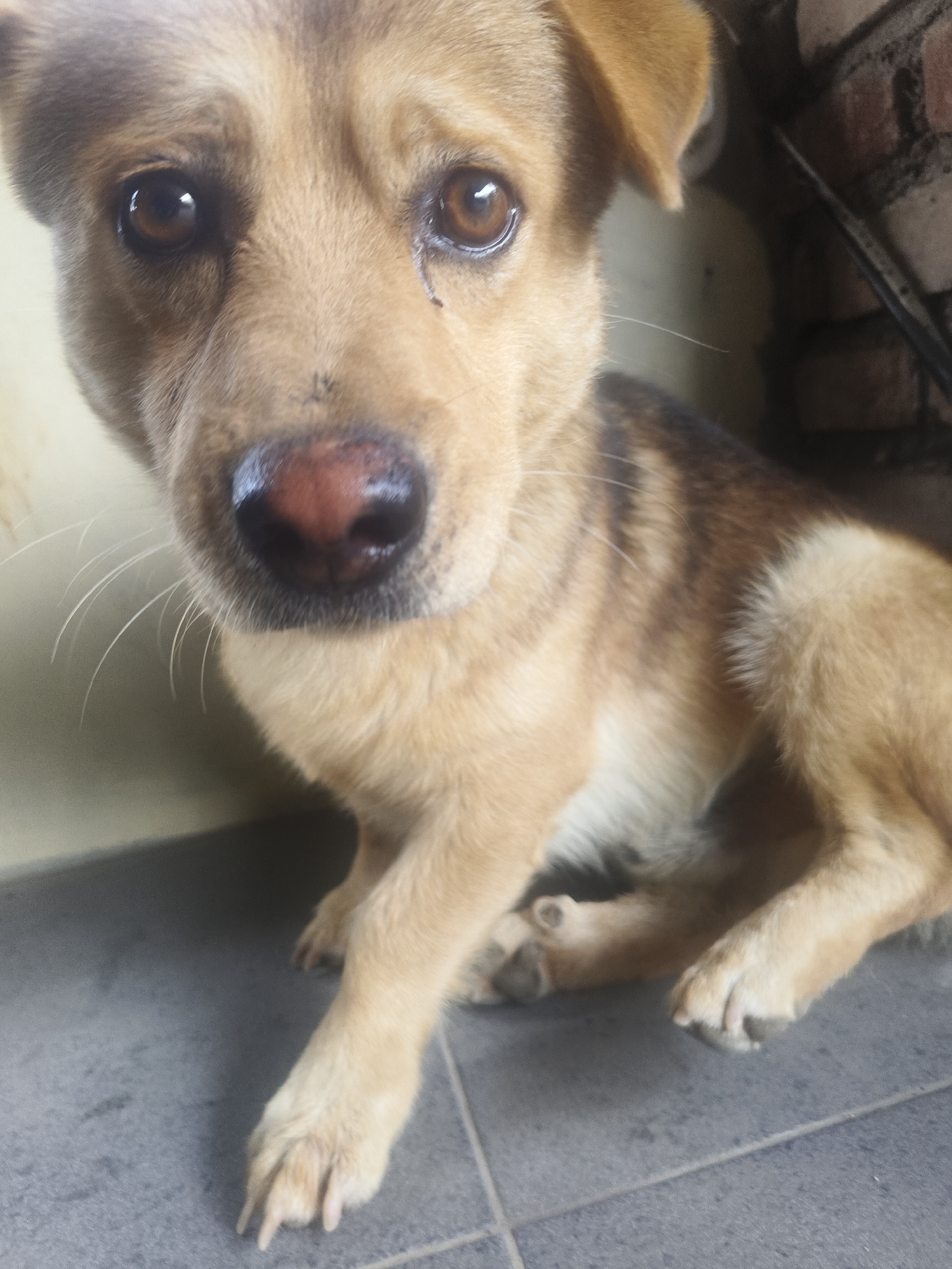 A medium-sized, light brown dog with darker stripes on its back is sitting on a gray tiled floor. The dog is looking directly at the camera with sad eyes. Its nose is wet and pink. The background is out of focus, but appears to be a wall made of brick and a light-colored wall. The setting is likely outdoors, given the natural lighting. The image is taken in Kuta Selatan, Indonesia.