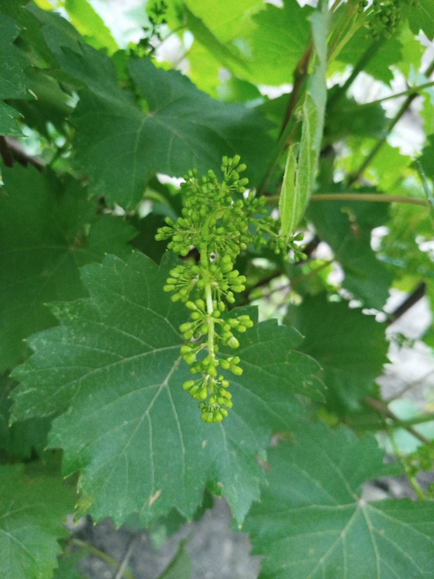The image shows a close-up of a grape vine with developing grape clusters and large green leaves. The focus is on a bunch of small, green, undeveloped grapes hanging from the vine. The background consists of more green leaves and some out-of-focus elements, suggesting an outdoor environment. The image appears to have been taken in Ceadîr-Lunga, Moldova, in a natural setting such as a garden or vineyard. There are no people or animals visible in the image. The overall lighting is natural, indicating daytime.