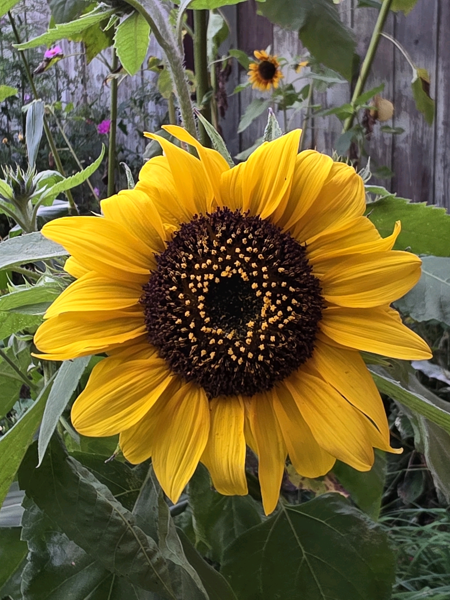 A close-up, eye-level shot captures a vibrant, blooming sunflower, its yellow petals unfurling around a dark, seed-filled center. The sunflower is the primary subject, filling the majority of the frame. It is surrounded by lush green leaves and stalks, suggesting a natural garden setting. In the background, a weathered wooden fence runs horizontally, with hints of other greenery and a smaller, out-of-focus sunflower visible further back. There are no people or animals present in the image. The lighting appears natural, casting subtle shadows and highlighting the texture of the petals and seeds. The overall impression is one of natural beauty and growth, possibly in a domestic garden environment. The location, if specific to the city of Речицы, Russia, is not visually discernible from the image itself.