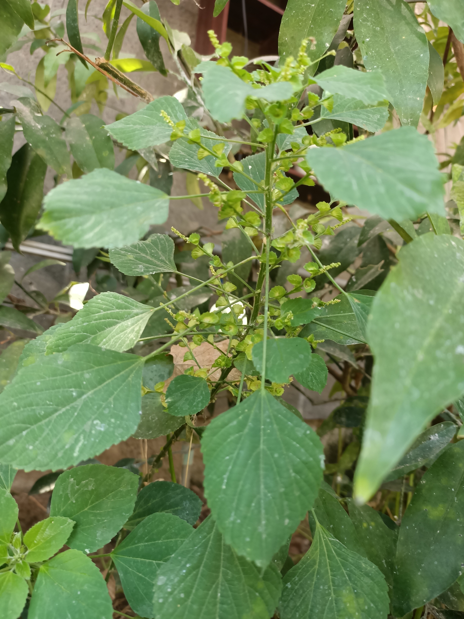 A close-up, eye-level shot focuses on a plant with numerous small, green, immature seed pods clustered along its stems and branches. The plant has broad, heart-shaped leaves with serrated edges, some of which are out of focus and dominate the foreground and background. The leaves are a vibrant green, with some showing evidence of dust or a fine white residue on their surfaces. The overall impression is one of lush foliage and the early stages of seed development. The background consists of other green foliage and a muted, earthy-toned wall or structure, suggesting an outdoor setting in a garden or natural environment.
This image was taken in Madiun, Indonesia. The location is a residential area or garden within the city of Madiun.
