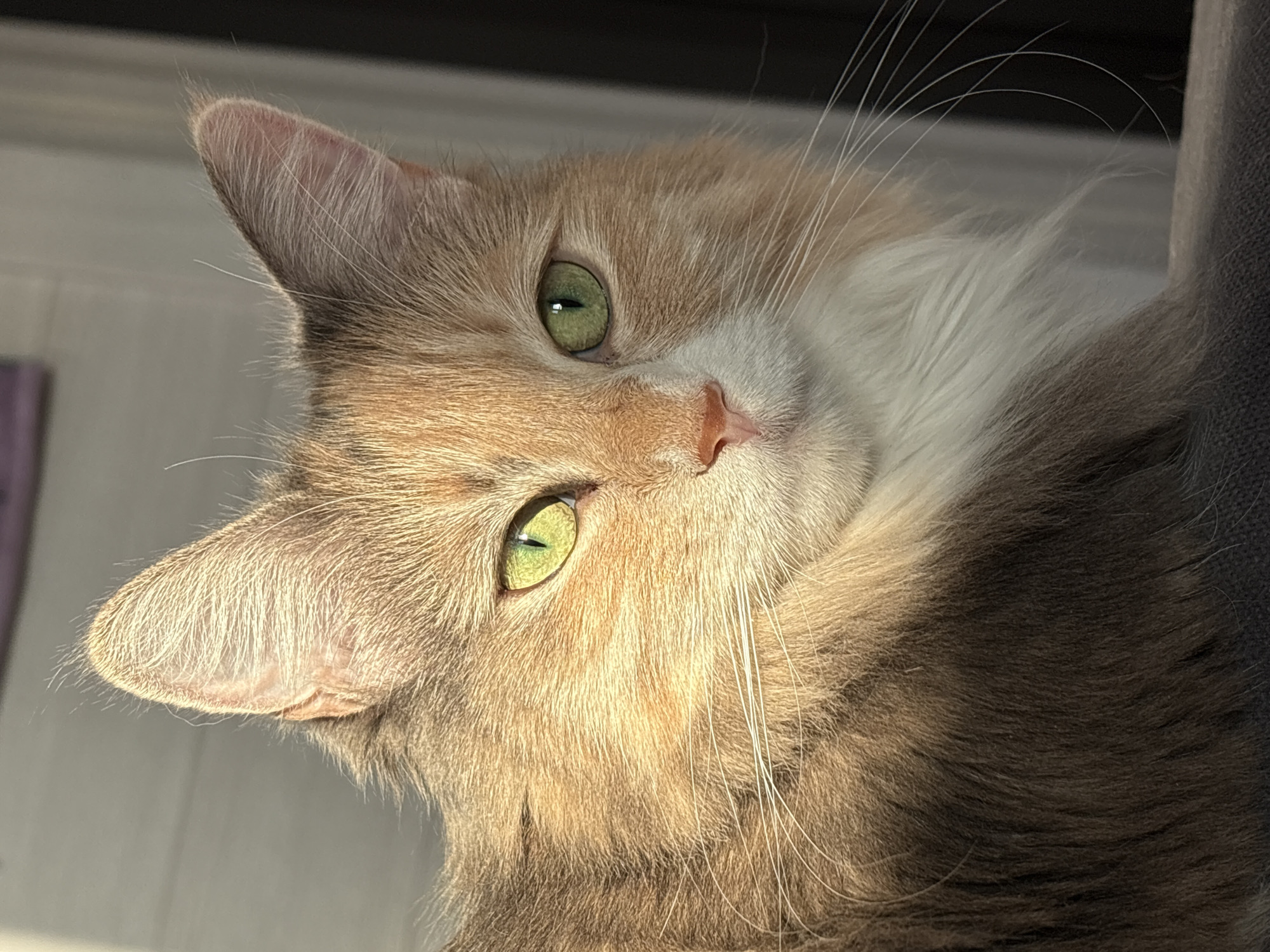 This is a close-up, eye-level shot of a cat's face. The cat has green eyes, and its fur is a mix of orange, white, and gray. The lighting suggests it is daytime, with sunlight casting shadows across the cat's face. The background is blurred, but hints of a room with a dark surface and a lighter wall are visible. The cat's expression is calm and curious.
