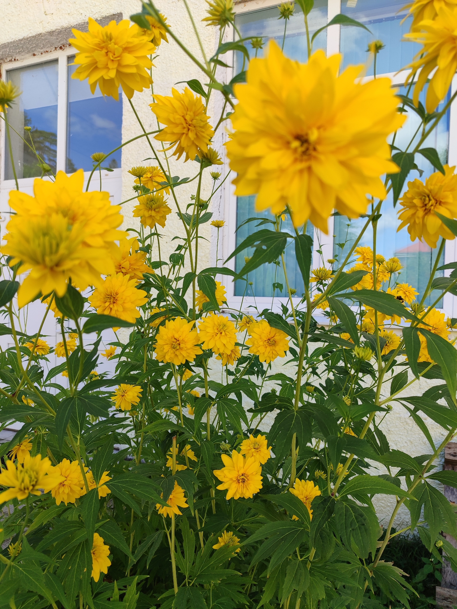 A cluster of bright yellow, spherical flowers with numerous petals is in bloom in front of a white building with two large windows. The flowers are on tall, green stems, with large, dark green leaves. The building's wall has a textured finish, and the windows reflect a blue sky with white clouds. The overall scene is vibrant and suggests a garden setting.