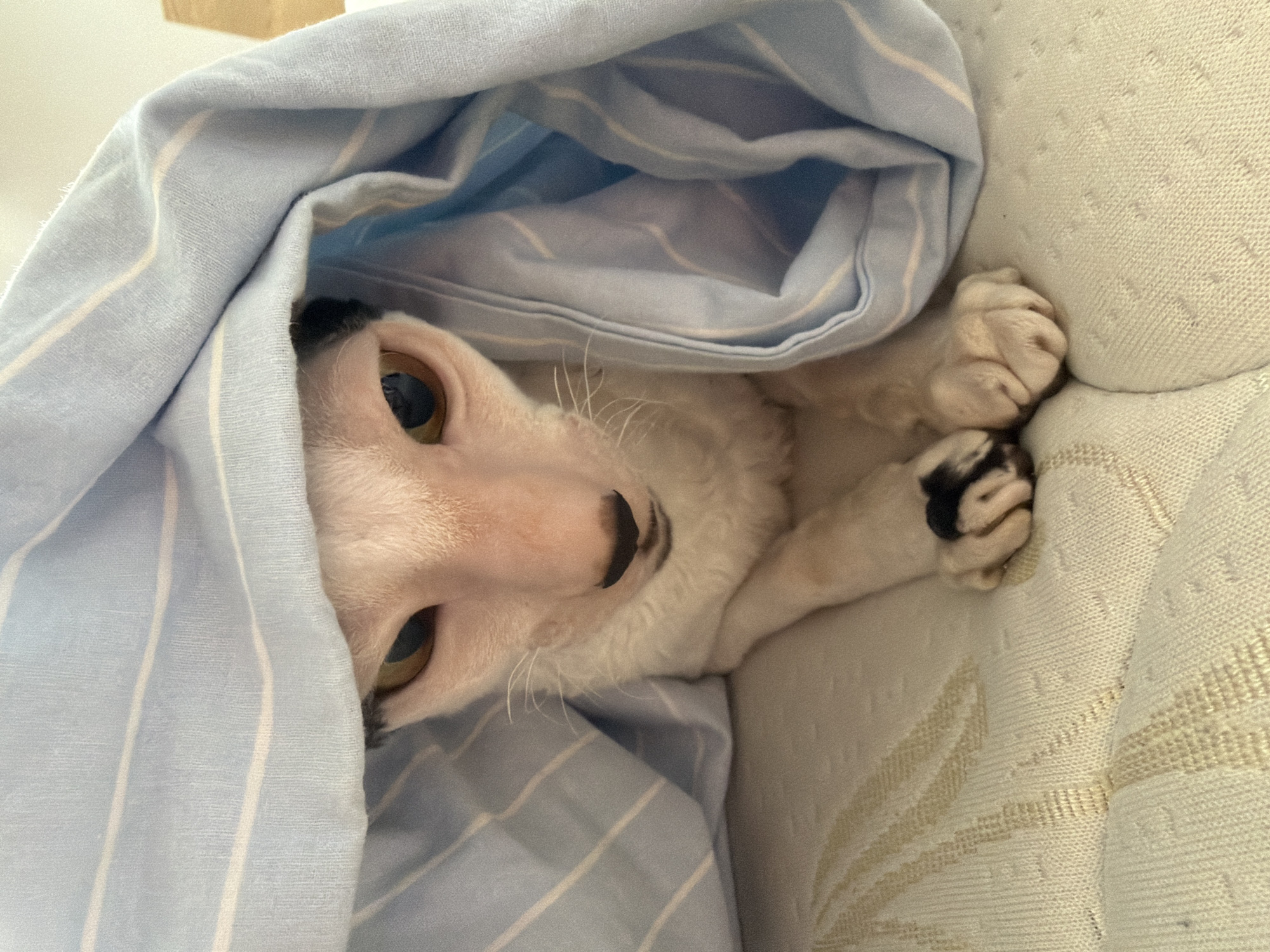 A close-up, eye-level shot captures a white cat with large, amber eyes peeking out from under a light blue and white striped blanket. The cat's face is the central focus, with its wrinkled forehead and distinctive markings visible. Its front paws, one with black markings on the toes, are resting on a textured, light-colored surface, possibly a bed or couch. The blanket is draped over the cat, creating a cozy and partially hidden appearance. The background is blurred, suggesting a domestic indoor setting. No specific city or location details are discernible from the image.