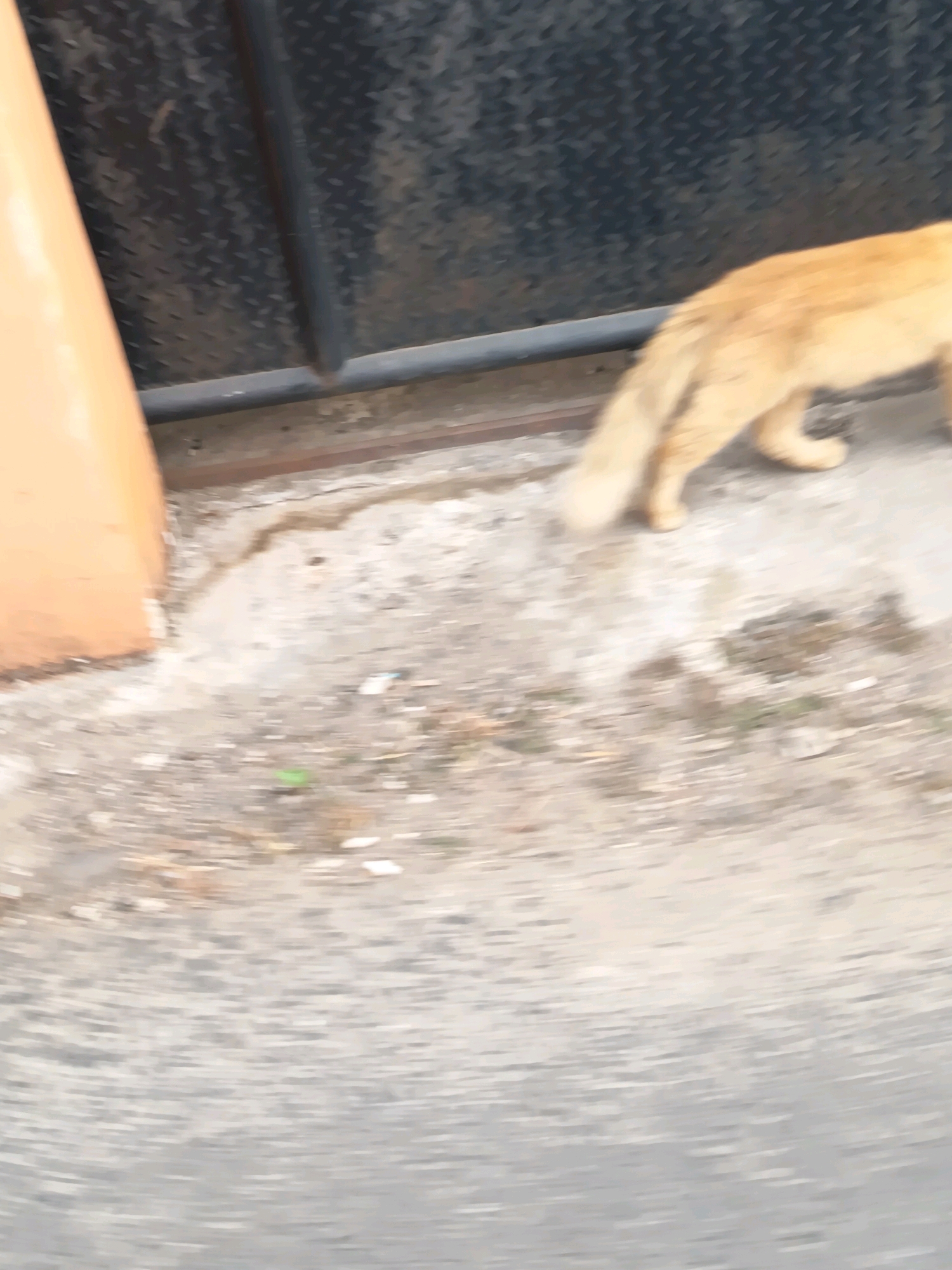 The image depicts an orange cat walking away from the camera on a textured concrete surface. The cat has a long, fluffy tail. In the background, there is a dark, metallic gate with a diamond pattern. To the left of the cat, a portion of an orange, cone-shaped object is visible. The ground appears somewhat dirty with some small debris. The scene appears to be an outdoor area, possibly an alleyway or the side of a building, in the city of Banjarmasin, Indonesia. The image is slightly blurred, indicating movement.