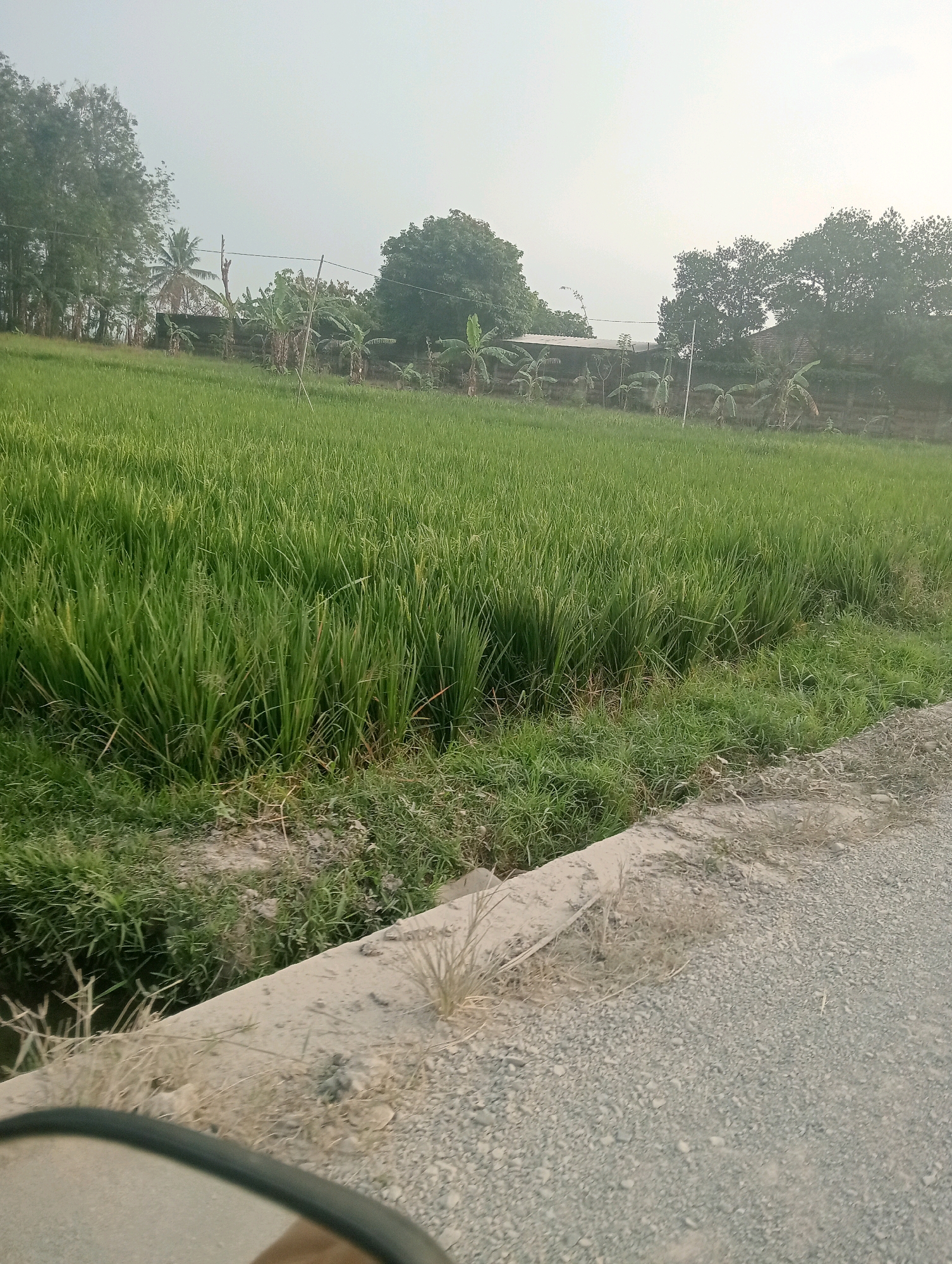 The image depicts a rice paddy field in the city of Pringsewu, Indonesia. The field is lush and green, with rows of rice plants stretching towards the horizon. In the background, there are several trees, including coconut trees and banana trees, as well as some buildings and fences. A dirt road runs along the edge of the field, and a concrete culvert is visible in the foreground. The sky is overcast, and the overall impression is one of a rural and agricultural setting.