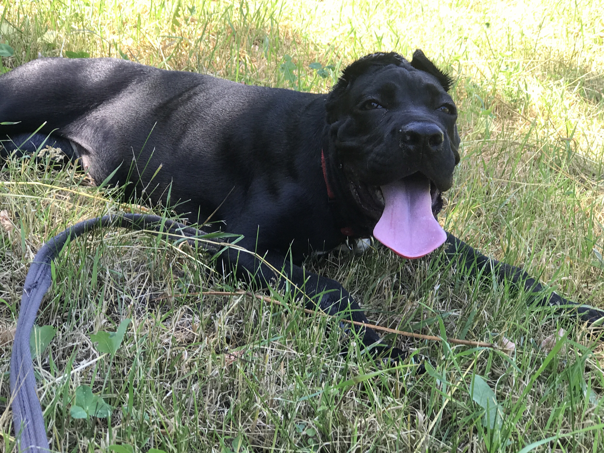 The image shows a black Cane Corso dog lying in dry grass in Kharkiv, Ukraine. The dog's mouth is open, and its pink tongue is hanging out. Sunlight filters through the grass, creating dappled shadows on the dog's back. A dark leash is visible on the left side of the image. The background consists of more dry grass and some green foliage.