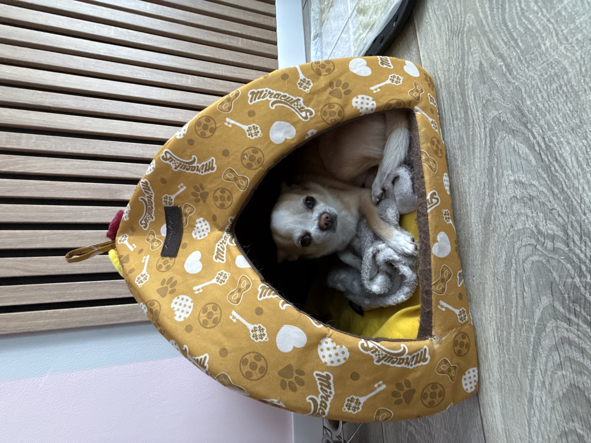 A tan Chihuahua is nestled inside a yellow and white patterned pet bed. The bed has cut-out opening and is filled with a gray blanket and a yellow pillow. The bed is positioned against a light wood-grain wall. To the left of the bed, there's a pale pink wall with a grey slated wall above. There is no indication of the location.
