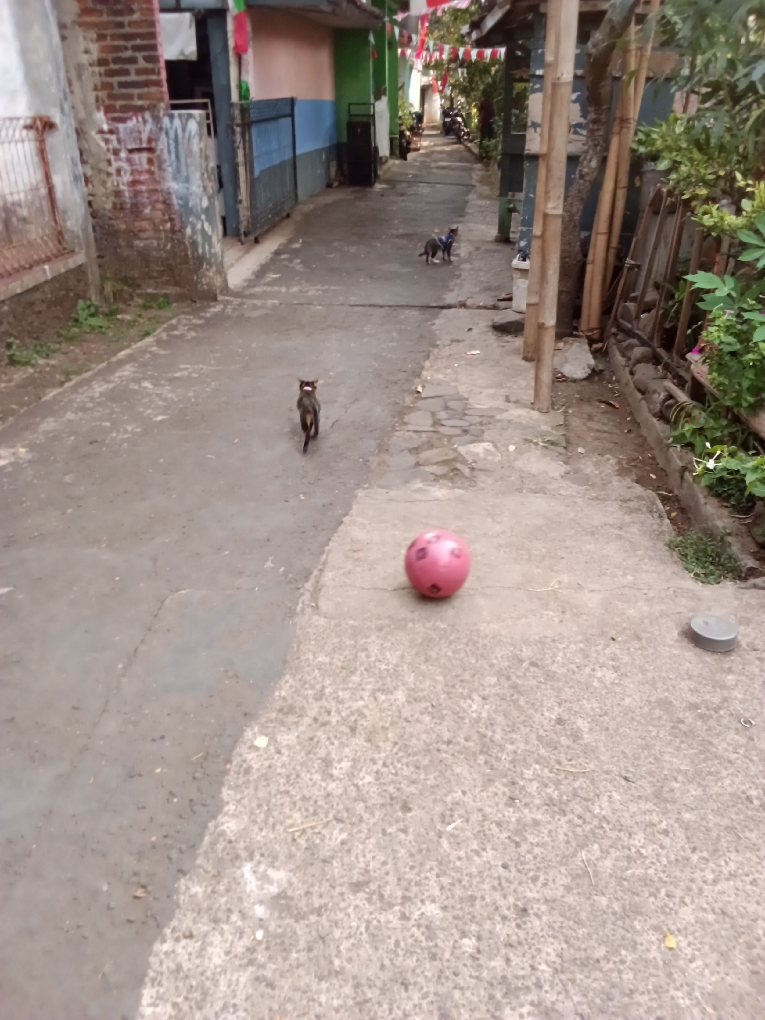 A low-angle, medium shot captures a narrow, unpaved alleyway in a residential area. The ground is a mixture of dirt and concrete, with some debris scattered about. On the right side of the alley, a drainage channel is visible, bordered by a low wall and overgrown with green vegetation. Several bamboo poles are propped against a tree on the right, adding to the rustic feel of the environment.
In the foreground, a bright pink ball with a diamond pattern rests on the concrete. Further down the alley, a dark-colored cat with a reddish collar is walking away from the camera. In the distance, another cat, possibly black and white, is seen near a trash can. The alley is lined with buildings on both sides, with some of them adorned with red and white flags, suggesting a festive occasion. The overall impression is that of a quiet, lived-in urban environment, possibly in a neighborhood in Bandung City, Indonesia, where everyday life unfolds amidst simple surroundings.