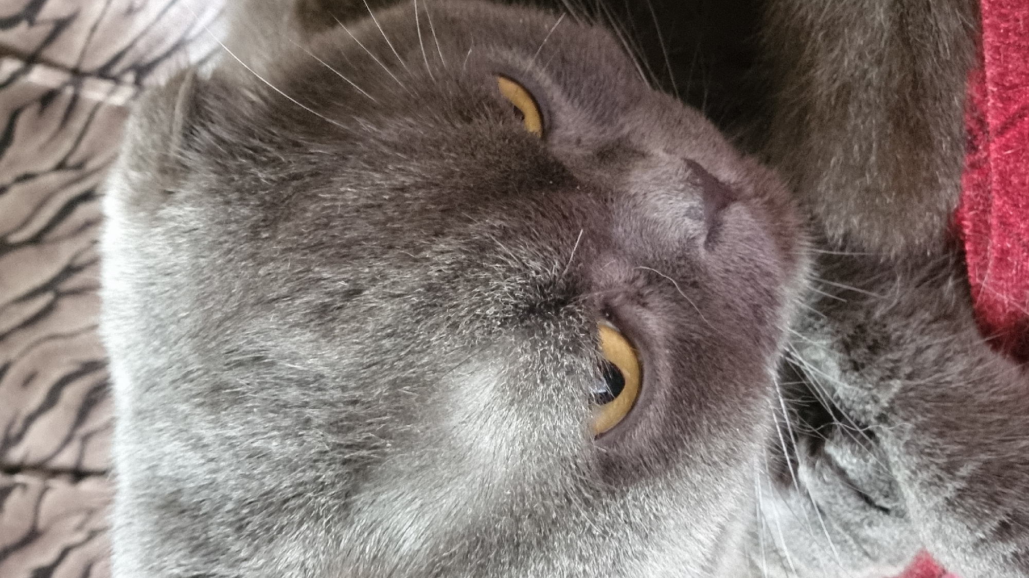 A close-up, eye-level shot captures the face of a gray Scottish Fold cat resting on a red textured surface, possibly a blanket or rug. The cat's fur is short and dense, with visible whiskers. Its eyes, a striking yellow-gold, are partially closed, giving it a sleepy or possibly annoyed expression. The cat's ears are folded forward, a characteristic trait of the breed. The background consists of a blurred, striped pattern in muted tones, suggesting a textile. The lighting is soft, highlighting the cat's features. There are no people or any other discernible objects or actions in the frame. The image is a static portrait of the cat. There is no information in the image to suggest its location in Vysokoe, Russia.