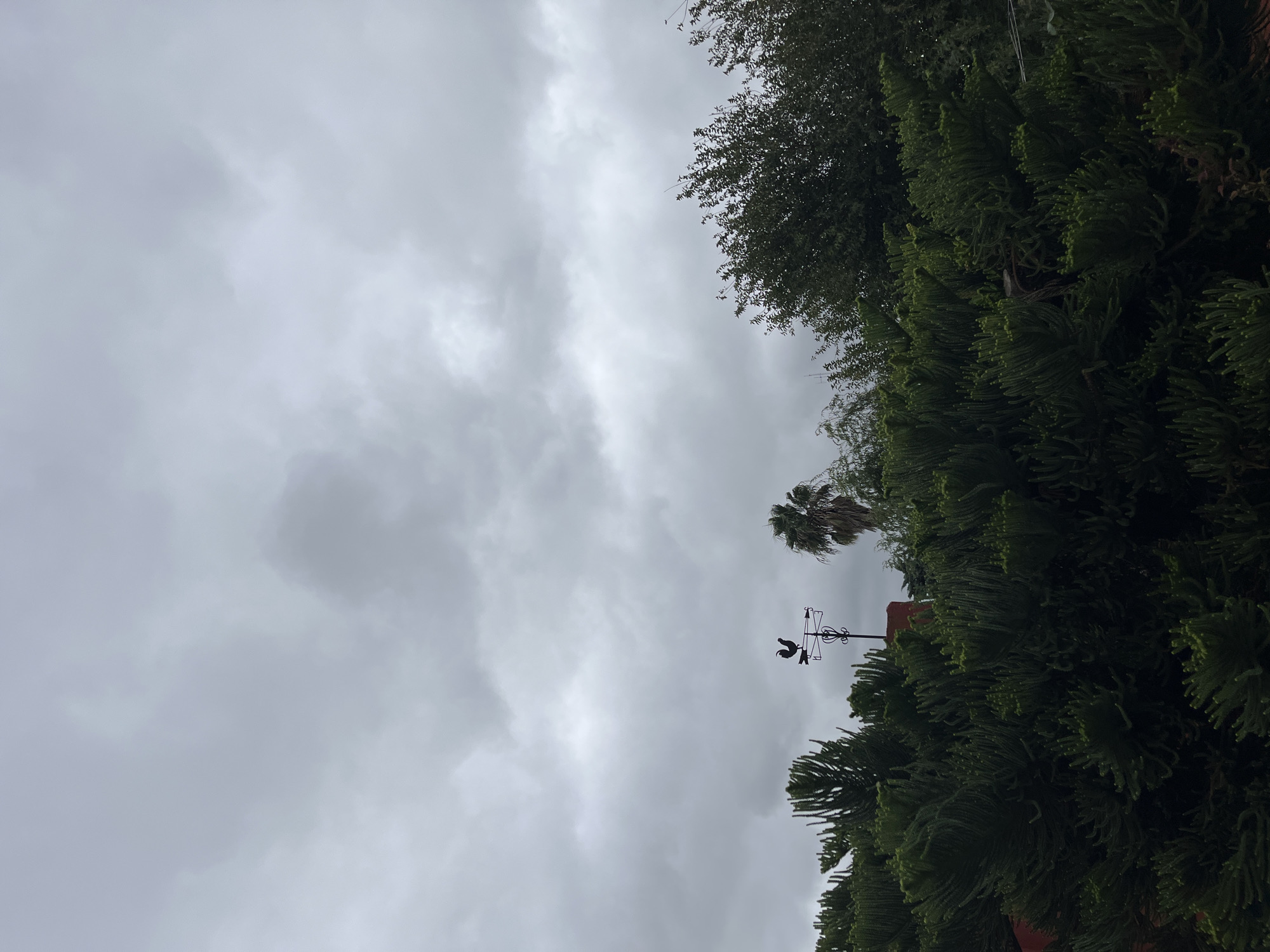 The image depicts a cloudy sky over Llavallol, Argentina. In the foreground, there are evergreen trees on the right, and a deciduous tree in the upper right corner. A palm tree and a weather vane are also visible against the sky.
