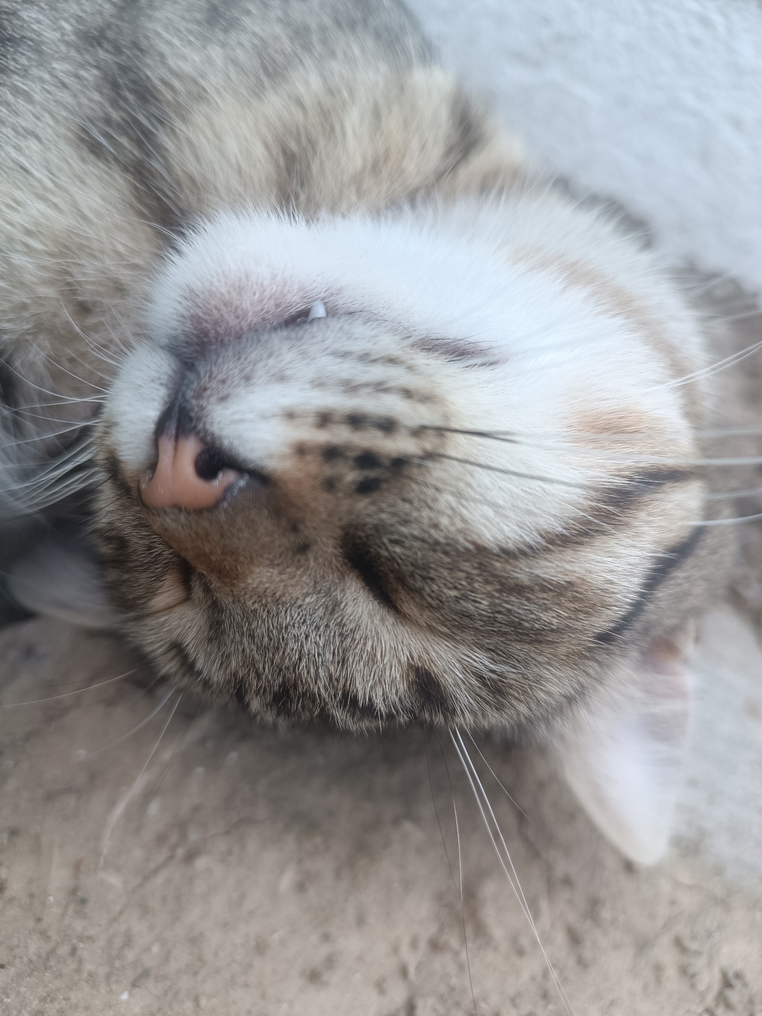 A close-up, overhead view shows the face of a tabby cat sleeping on a rough, concrete surface. The cat's head is tilted, revealing its closed eyes and snout. The fur is a mix of gray, white, and brown stripes. Its pink nose is prominent, and a few whiskers are visible. A single canine tooth is slightly visible. The background consists of the light-colored, textured concrete. The scene is set in Vypasne, Ukraine.