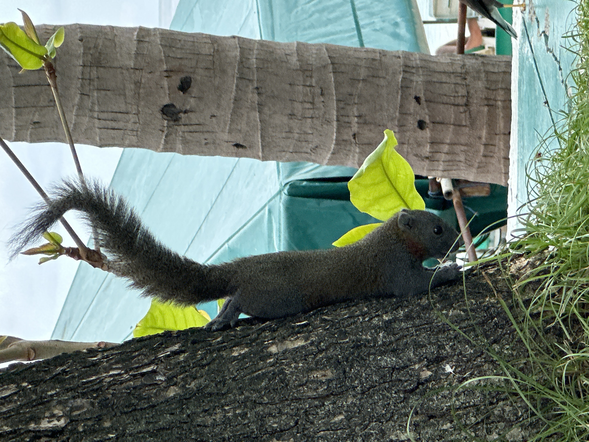 A dark gray squirrel is clinging to the textured bark of a tree, its body hanging vertically downwards. The squirrel's bushy tail extends upwards and curls over. In the background, a rough-textured palm tree trunk is visible, with a blurred teal tarp behind it. Green leaves are scattered throughout the scene. The foreground shows green grass and a light blue surface. The overall scene appears to be an outdoor environment, possibly in Karon, Thailand, given the presence of palm trees and a beach-like setting suggested by the blue surface and distant hints of water. No people are clearly visible.