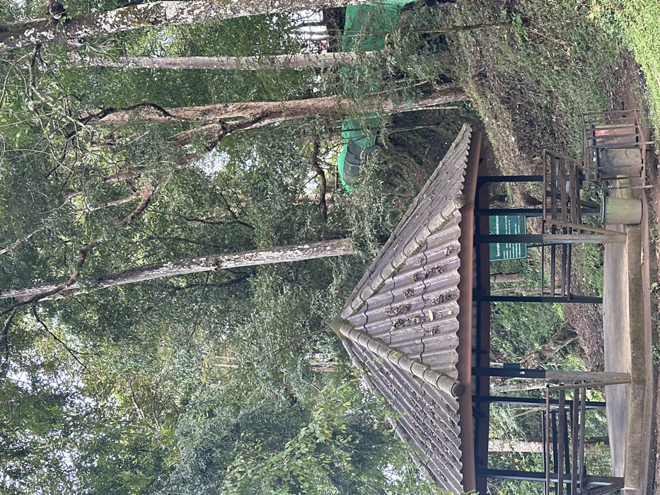 A tiled roof of a small structure dominates the foreground, angled towards the right. A metal frame supports the roof, and a sign is visible within the structure. Beyond the structure, the image is filled with lush greenery and trees. Some trees have white trunks, and some are bare. A small green tent-like structure is visible further in the background amongst the foliage. The overall scene suggests a park or forest setting.