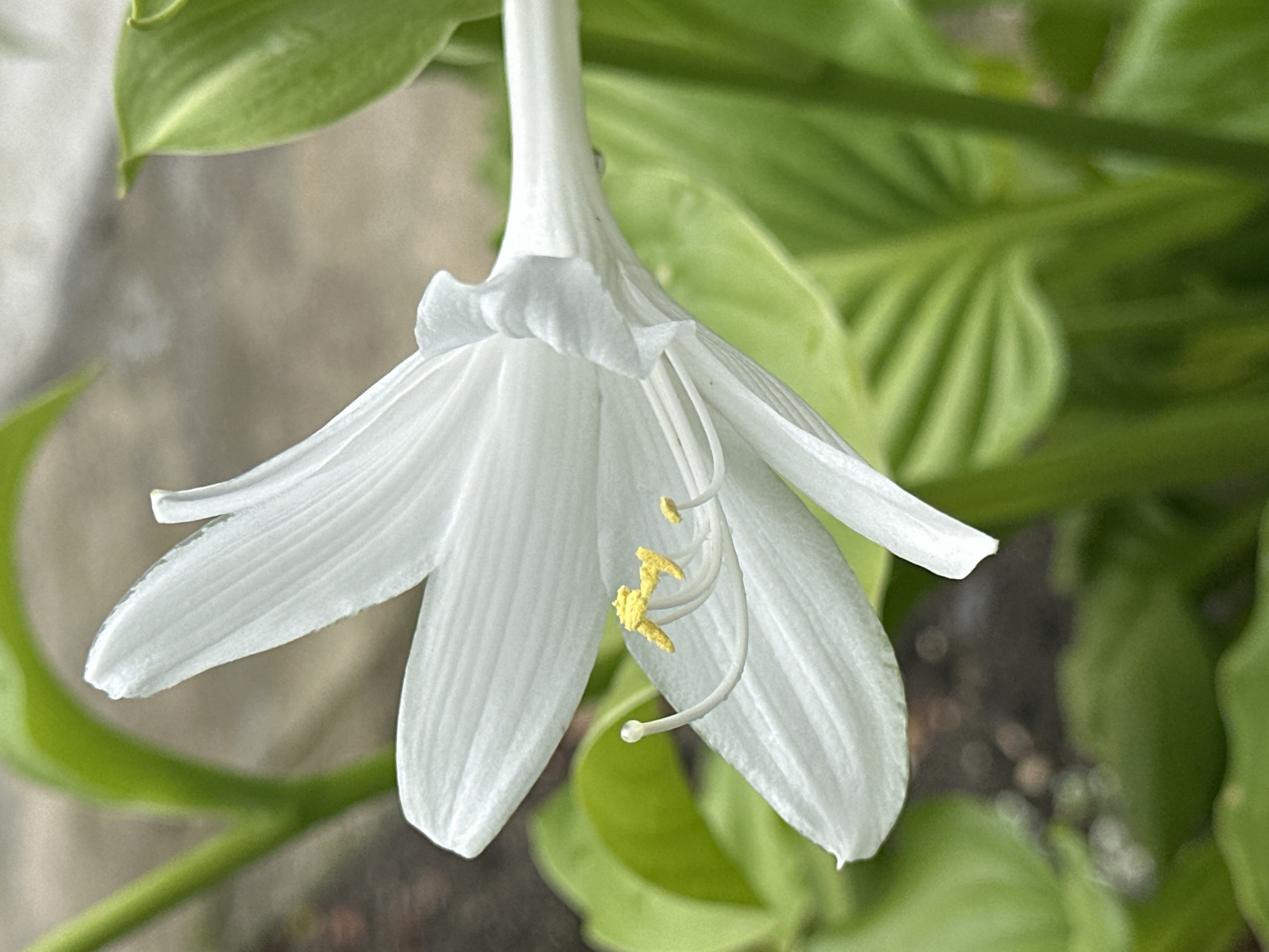 A white lily-like flower with prominent yellow stamens is in full bloom, angled to the right. The flower has six elongated petals, with some visible veins. Its pistil is delicate and white, tipped with a small globule. The background is softly blurred, showing lush green foliage and a muted, earthy-toned surface, possibly soil or paving. The image appears to be a close-up shot, highlighting the intricate details of the flower's reproductive parts and the texture of its petals.