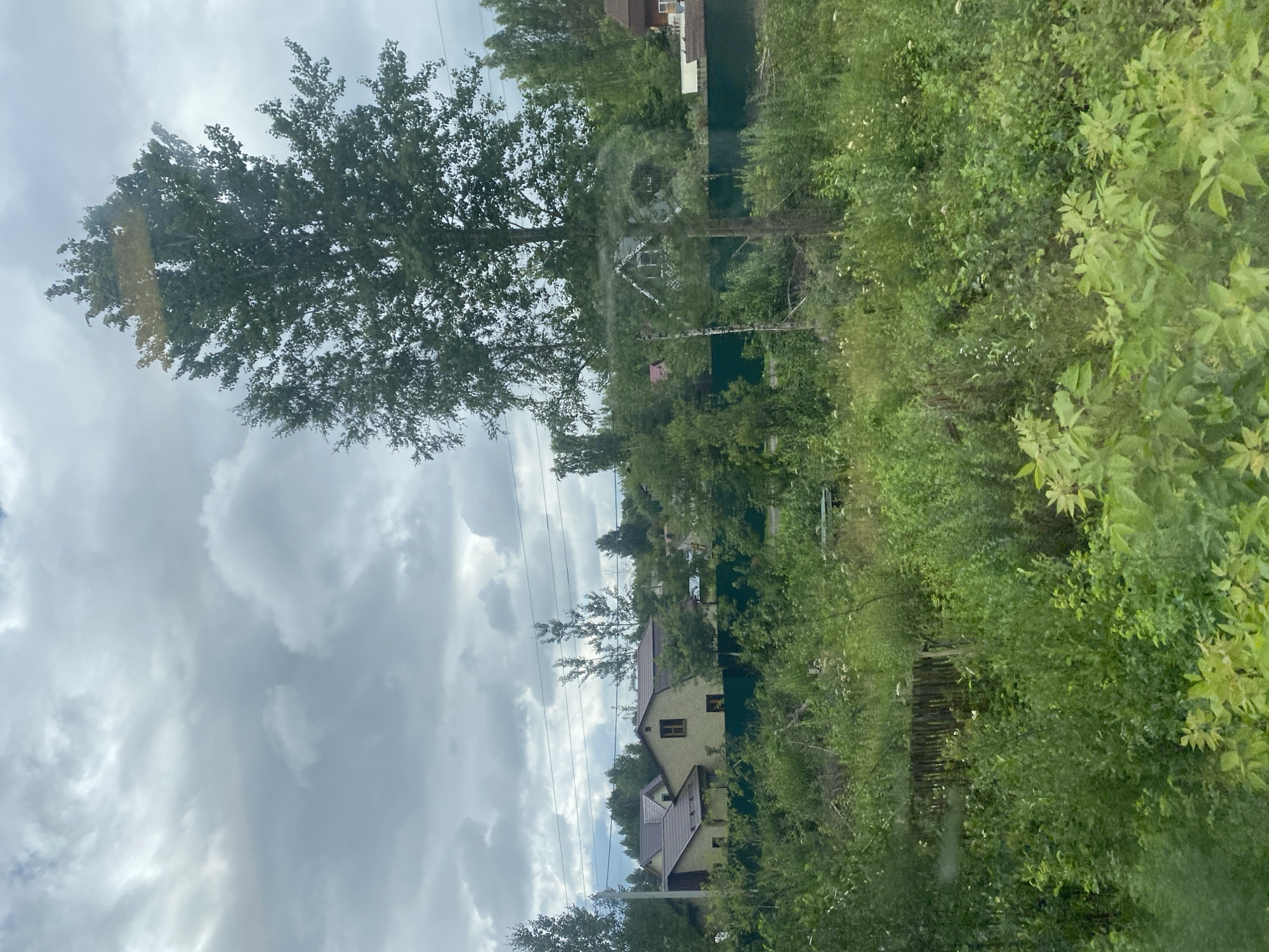An outdoor shot captures a suburban landscape under a cloudy sky. In the background, a cluster of residential houses with brown roofs are nestled among lush green trees. A tall, leafy tree dominates the right side of the frame, its branches reaching towards the overcast sky. A dark green fence runs horizontally across the mid-ground, separating the residential area from the foreground. The foreground is filled with dense, overgrown vegetation, including bushes, smaller trees, and wild plants, some of which are in bloom with small white flowers. A rustic wooden fence, partially obscured by foliage, is visible in the lower left quadrant. The overall scene suggests a tranquil, somewhat unkempt, natural setting within a residential area in Dubna, Russia.