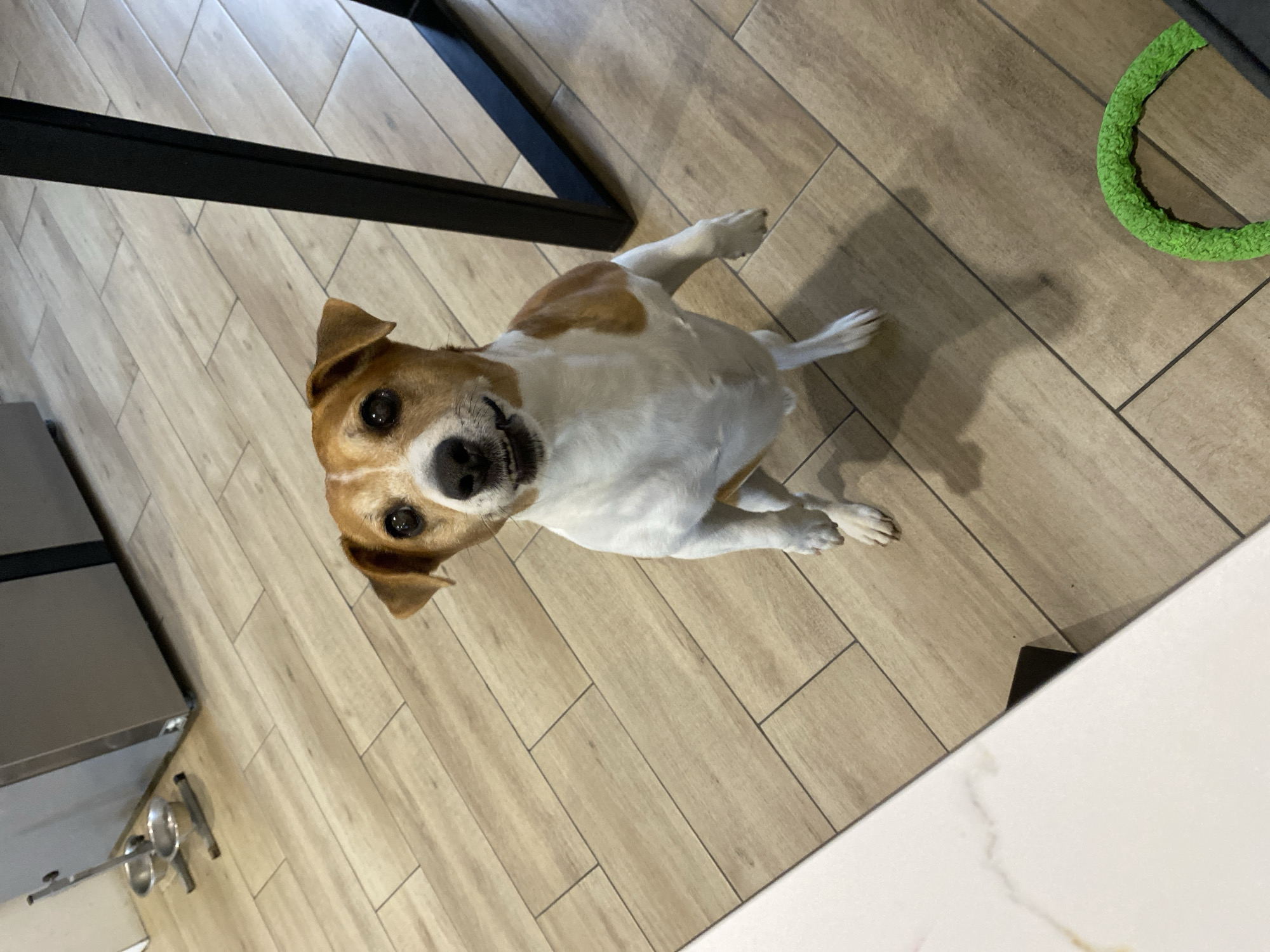 A Jack Russell Terrier mix dog, predominantly white with brown patches on its head and back, is the central subject of the image. The dog is positioned on a light-colored wooden tile floor, looking directly up at the camera with an open mouth, dark eyes, and attentive expression, suggesting curiosity or excitement. Its ears are partially folded, and its front paws are tucked close to its body, while its hind legs are extended behind it.
The setting appears to be an indoor space, likely a kitchen or dining area in Chaikovsky, Russia. The floor consists of light beige wood-look ceramic tiles arranged in a staggered or herringbone pattern. In the background, to the left of the dog, a black metal leg of what appears to be a table or chair is visible. To the right, a bright green, textured, circular dog toy lies on the floor. On the far left, a metallic appliance or cabinet edge is partly visible, along with some metallic objects on the floor, possibly dog bowls or kitchen utensils. The bottom right corner shows a portion of a white countertop with subtle veining, suggesting marble or a similar material. The lighting is bright and even, casting some soft shadows on the floor, indicating an indoor daytime setting or well-lit interior. There is no visible text in the image.