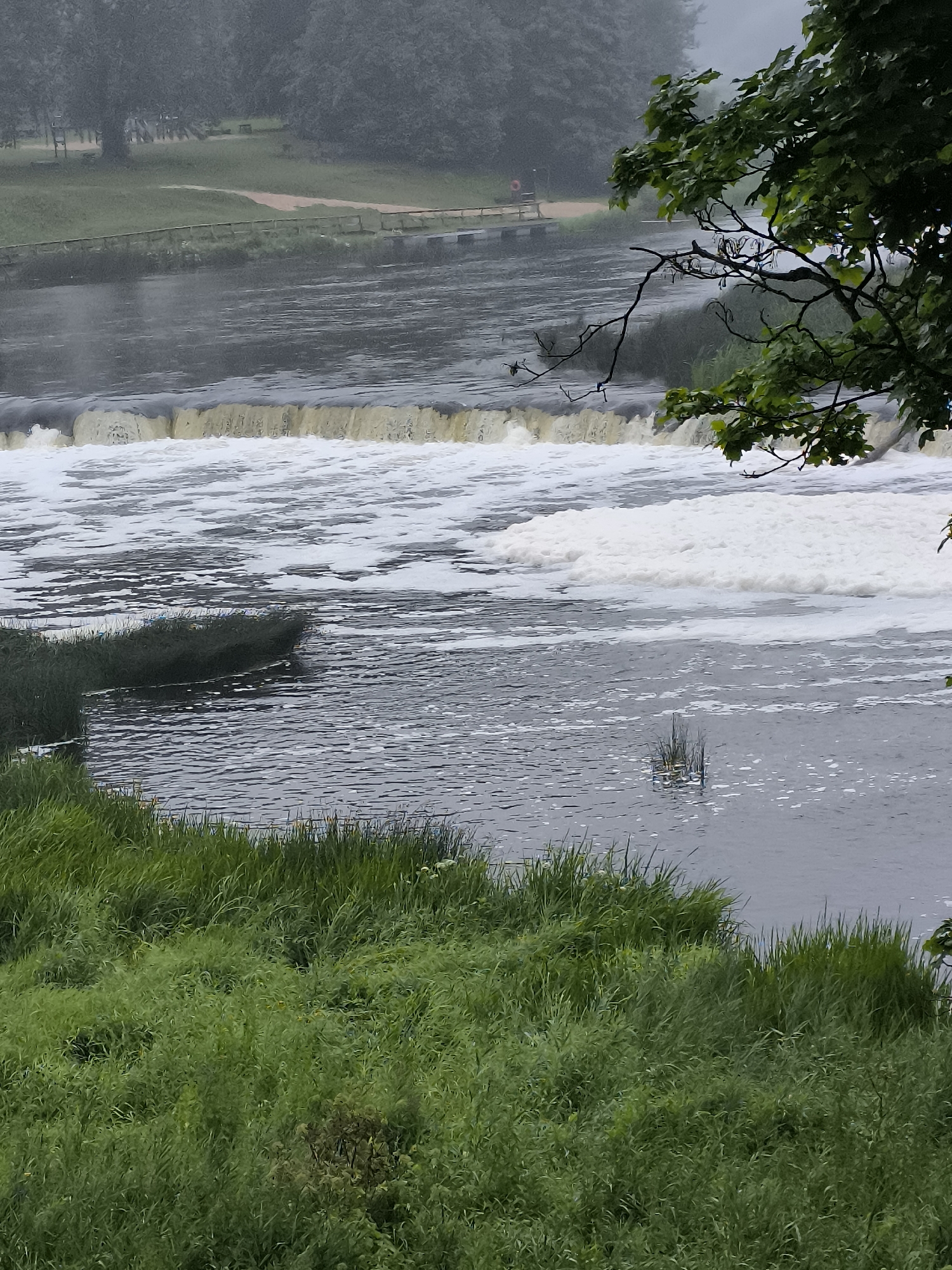 The image shows a wide waterfall in Kuldīga, Latvia, a natural feature of the Venta River. In the foreground, lush green grass and reeds line the riverbank. The water is choppy, with white foam cascading over the falls and churning in the river below. In the mid-ground, the waterfall itself appears as a wide, gentle cascade, its crest marked by a band of darker water. Beyond the waterfall, the river flows into a wider expanse of water, where the surface is broken by ripples and occasional patches of foam. The background consists of a dense forest, with trees on either side of the river. The overall atmosphere is one of natural beauty and tranquility, with the sound of the rushing water suggesting a powerful yet serene environment. A railing and a sandy path are visible on the far bank, indicating a managed park or recreation area.