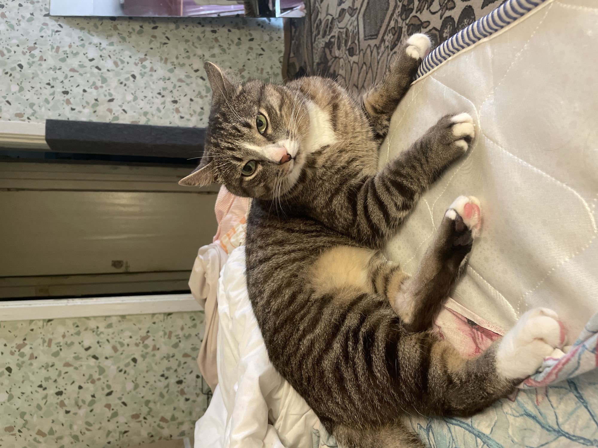 A medium shot captures a tabby cat resting on a mattress in what appears to be a bedroom. The cat is lying on its side, facing the camera with its head slightly turned. It has green eyes, a white chest, and tabby stripes on its fur. Its paws are white with pink toe beans. The mattress is covered in a white fabric with a diamond-stitched pattern and a blue and white striped edge. In the background, the room features a wall with a speckled, terrazzo-like pattern, a white door frame, and a partially visible dark gray rectangular object. A large rug with an intricate pattern covers the floor to the right of the mattress. The overall lighting suggests an indoor setting, possibly during the day, with diffused light.