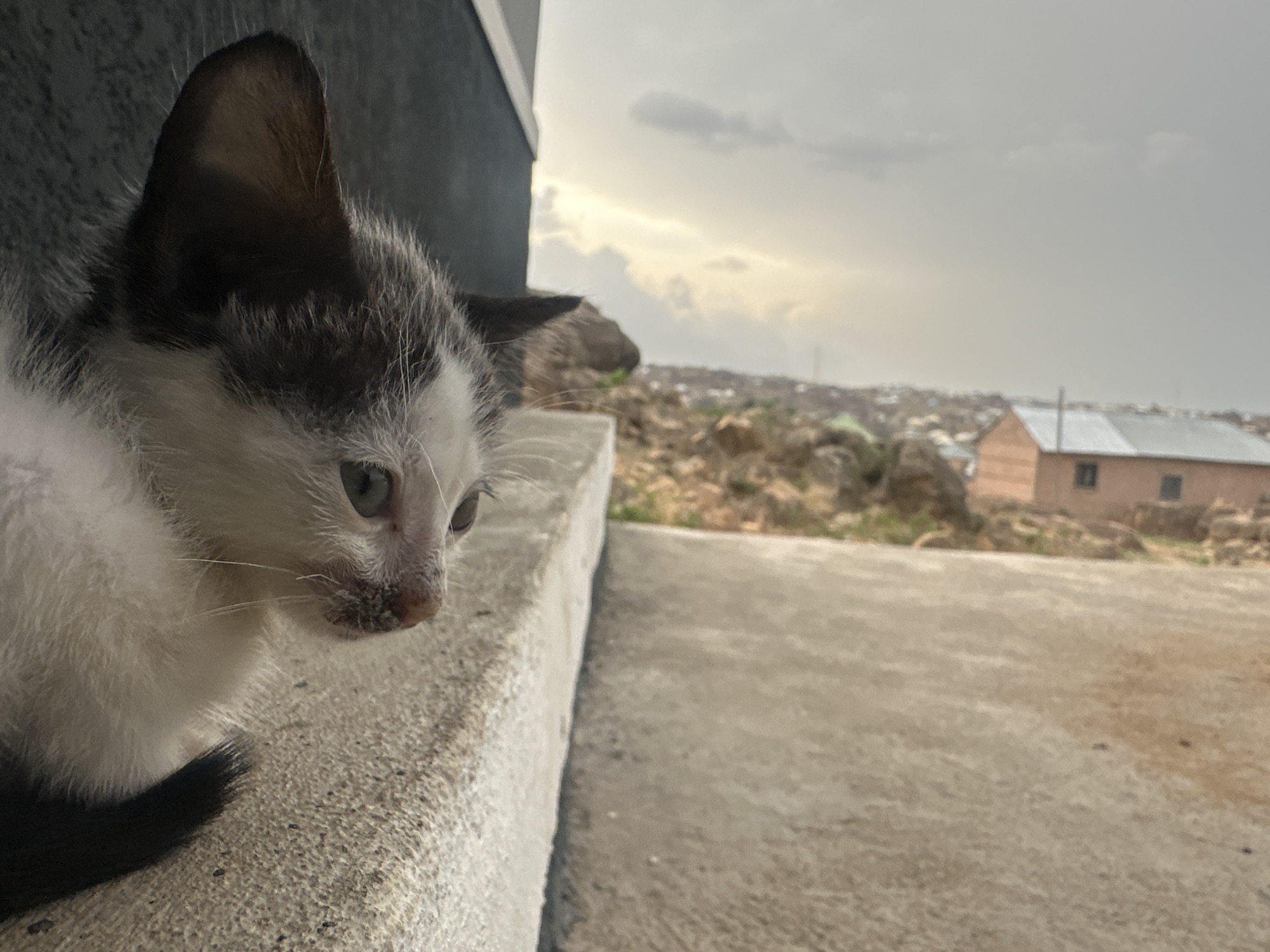 A close-up shot of a small, white and grey kitten peering over a concrete ledge, possibly a window sill or balcony. The kitten has a black tail that is just visible. The background shows an urban landscape, with a small house visible amongst scattered rocks and vegetation. The sky is overcast with hints of pale sunlight breaking through. Based on the architectural style of the building in the background and the general landscape, the location is likely in Jos, Nigeria.