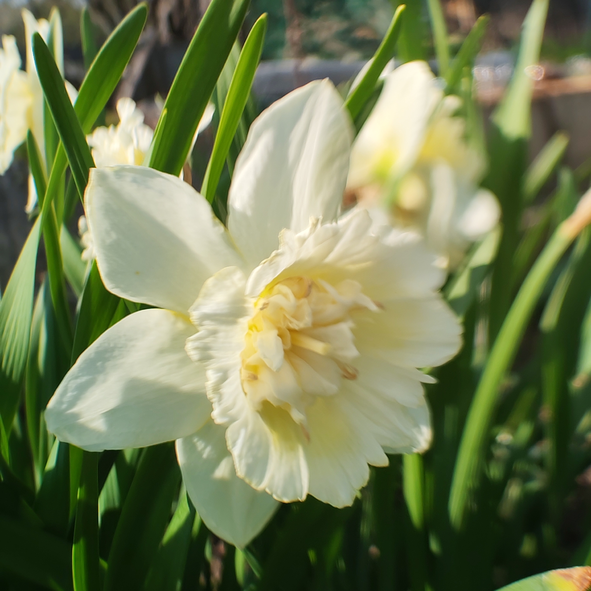 The image depicts a cluster of white and pale yellow daffodils in a garden setting. The focus is on a single, fully bloomed daffodil with multiple layers of petals. The petals have a slightly ruffled texture. The center of the flower is a mass of smaller, more compact petals, also in a pale yellow hue. Sharp, green leaves surround the flowers. Other daffodils are slightly out of focus in the background. The location is specified to be in the city of Chaikovsky, Russia. No people are visible. The environment appears to be a garden or cultivated area.