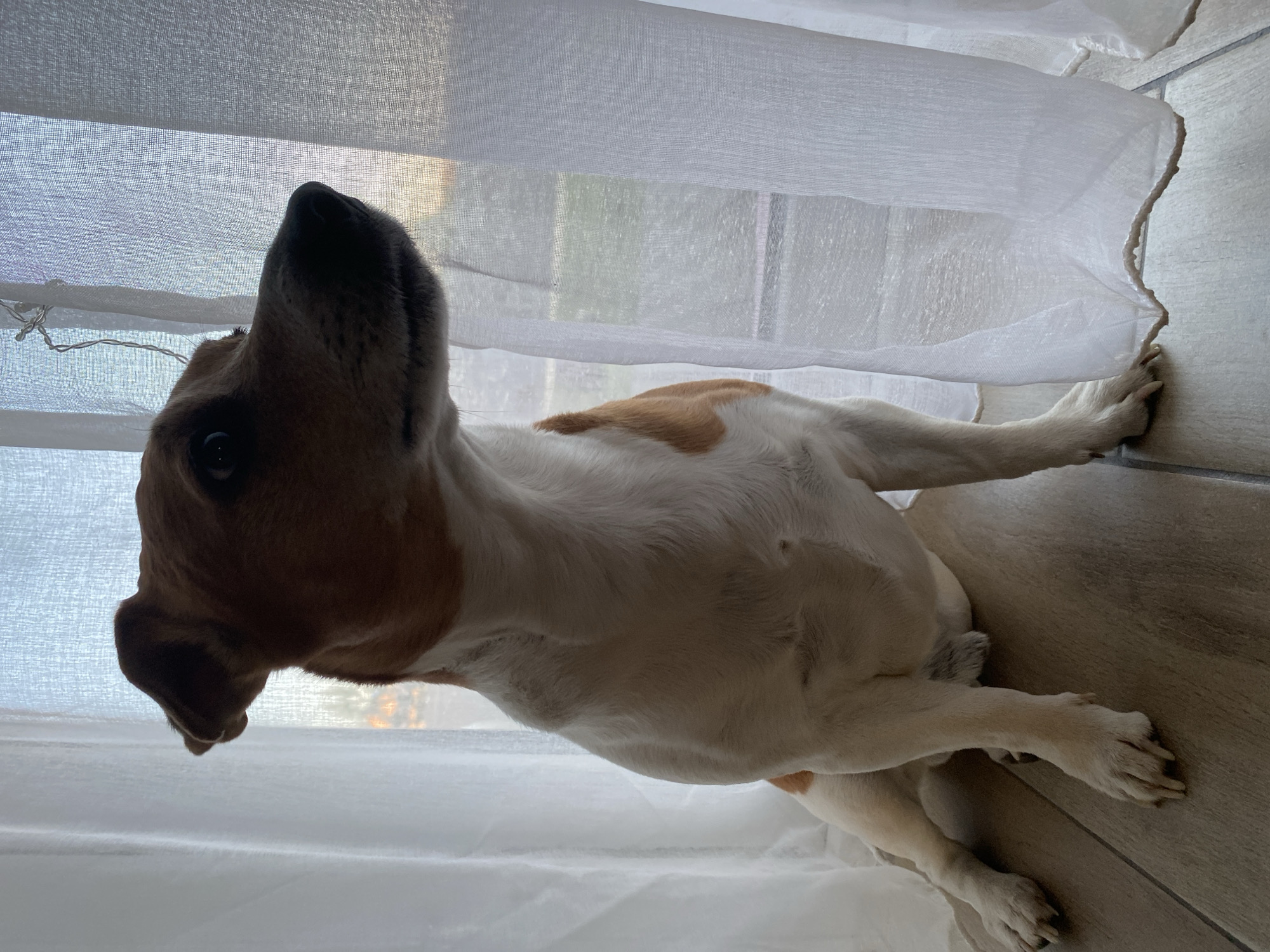 A dog lies on a tiled floor next to a white curtain. The dog is predominantly white with brown markings on its head and back. Its head is tilted upwards. The location is indeterminate. There is no evidence the location is in the city of Chaikovsky, Russia.