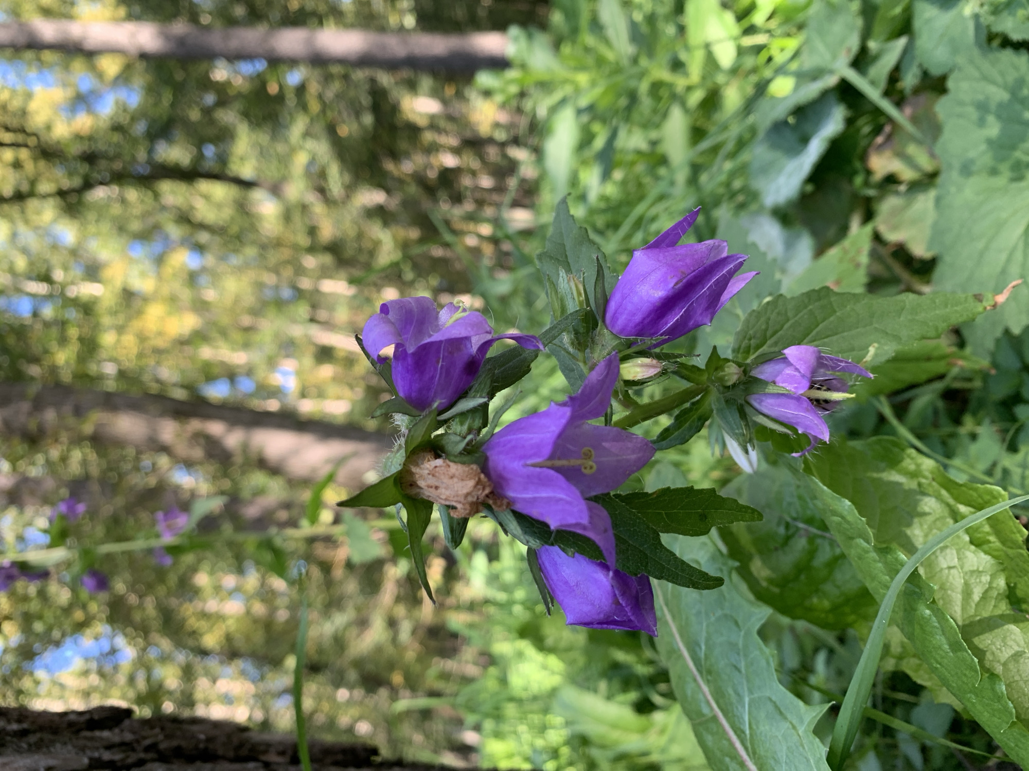 A cluster of purple bell-shaped flowers bloom in a wooded area. The flowers are in focus in the foreground, with their delicate petals and green leaves clearly visible. The background is a blur of green foliage and dappled sunlight, suggesting a natural, outdoor setting. The image appears to be taken in a park or forest. There are no people or animals visible in the image. The overall impression is one of natural beauty and tranquility.