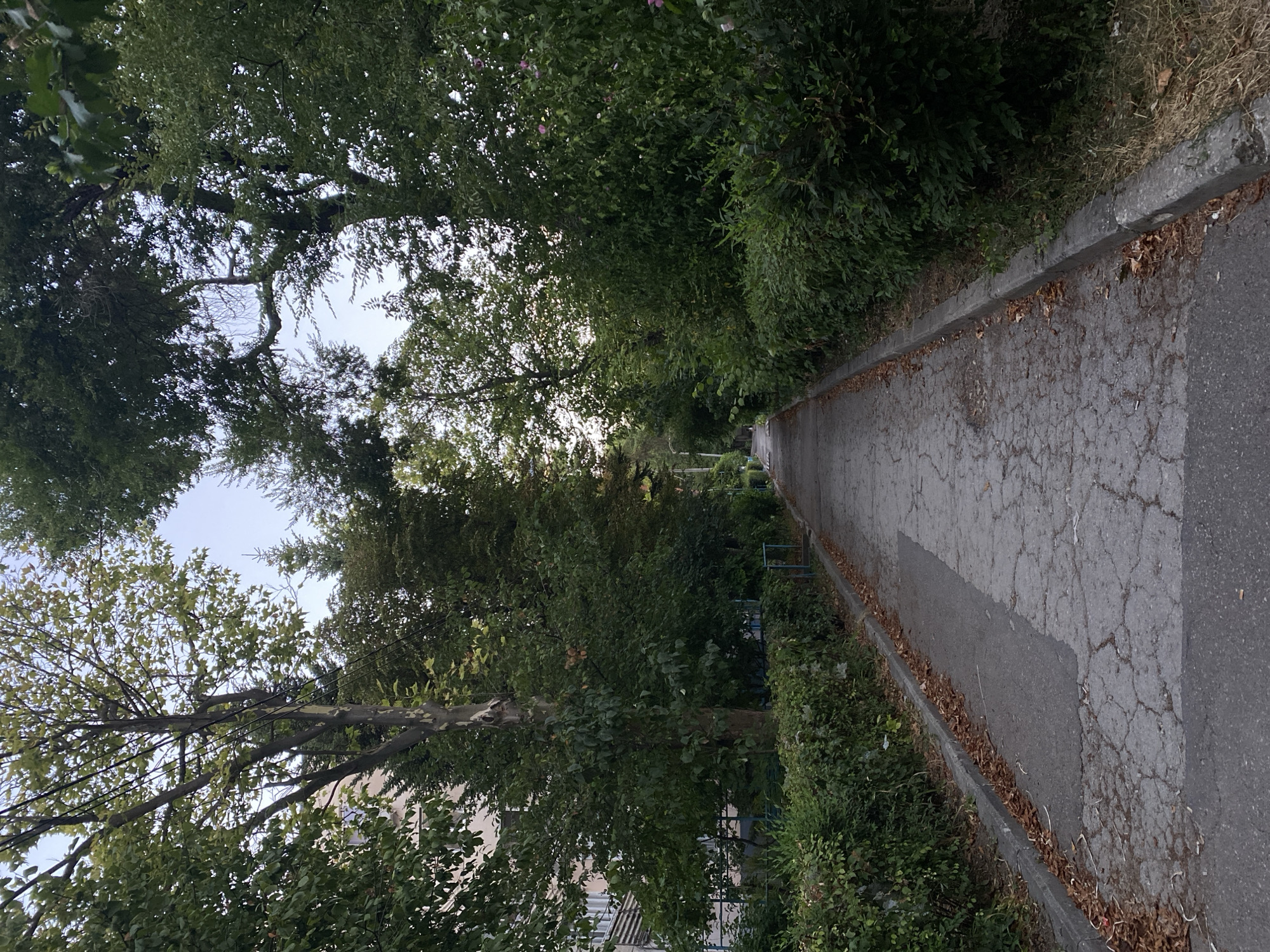 The image shows a paved pathway lined with manicured hedges and mature trees, with a building visible on the left. The pathway appears to be in a residential area, possibly a courtyard or a pedestrian walkway within a neighborhood. The trees are lush and green, with some fallen leaves on the path, suggesting it might be late summer or early autumn. The sky is visible through the canopy of the trees, indicating it is daytime. The building on the left has multiple windows and appears to be an apartment building. The scene is tranquil and suggests a well-maintained urban environment. The location is identified as Chișinău, Moldova.