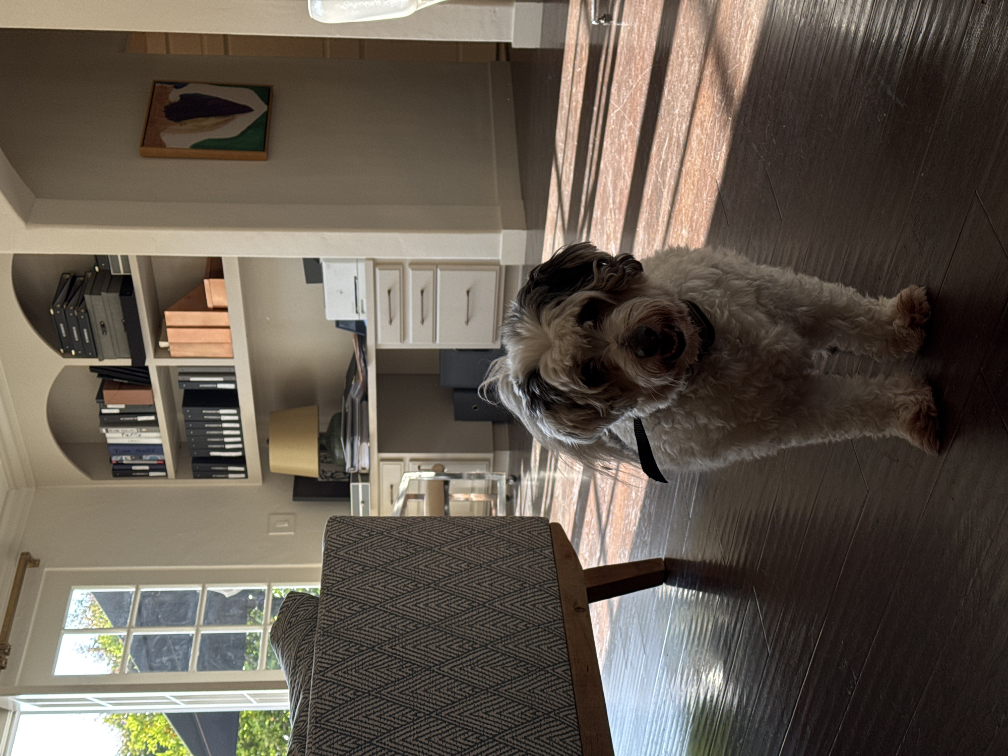 The image displays an indoor residential setting within Los Angeles, California, United States. Specific neighborhood details are not discernible.
A small, shaggy-coated canid, predominantly white with dark brown/black patches on its head and ears, stands centered in the foreground on dark brown hardwood flooring. It wears a dark collar and faces forward with its muzzle slightly open, revealing its tongue. Its eyes are dark and directed towards the viewer. To the immediate left, a portion of a sofa upholstered in a light-colored geometric pattern, supported by wooden legs, is partially visible.
Daylight enters through an open white-framed multi-pane glass door on the left, illuminating outdoor green foliage and a dark awning or roof structure, casting pronounced linear shadows across the floor. In the mid-ground, an organized office desk with white drawers and a light-colored desktop supports a white printer, a dark-based lamp with a light shade, and stacks of papers/folders. Built-in shelves featuring an arched alcove display various books, numerous black binders, and storage boxes. On a wall segment to the far right, an abstract framed artwork, primarily brown, white, green, and dark purple, is mounted.