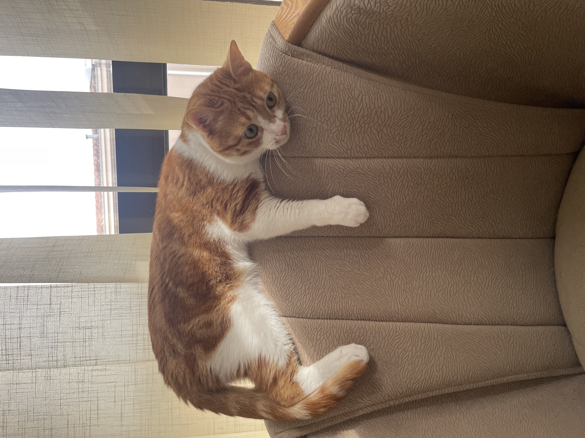 An orange and white cat is the central subject of this indoor photograph, captured in what appears to be a relaxed moment. The cat, predominantly orange with distinct white markings on its chest, belly, paws, and face, is lying on its side on a light brown armchair or sofa. Its head is turned towards the viewer, revealing bright green eyes and long whiskers, with a gentle, curious expression.
The setting is indoors, with a large window to the left of the cat. The window is covered by horizontal, light-colored blinds, which are partially open, allowing bright daylight to filter into the room. Through the gaps in the blinds, glimpses of an outdoor scene can be seen, including what appear to be parts of buildings or rooftops under a bright sky, confirming it is daytime.
The armchair the cat is resting on is upholstered in a light brown fabric with a subtle, textured pattern. The cat's body is stretched out, with its front paws extended towards the backrest of the chair and its tail curled gracefully. The overall atmosphere is serene and domestic. There is no visible text in the image. The location is Bar, Montenegro.