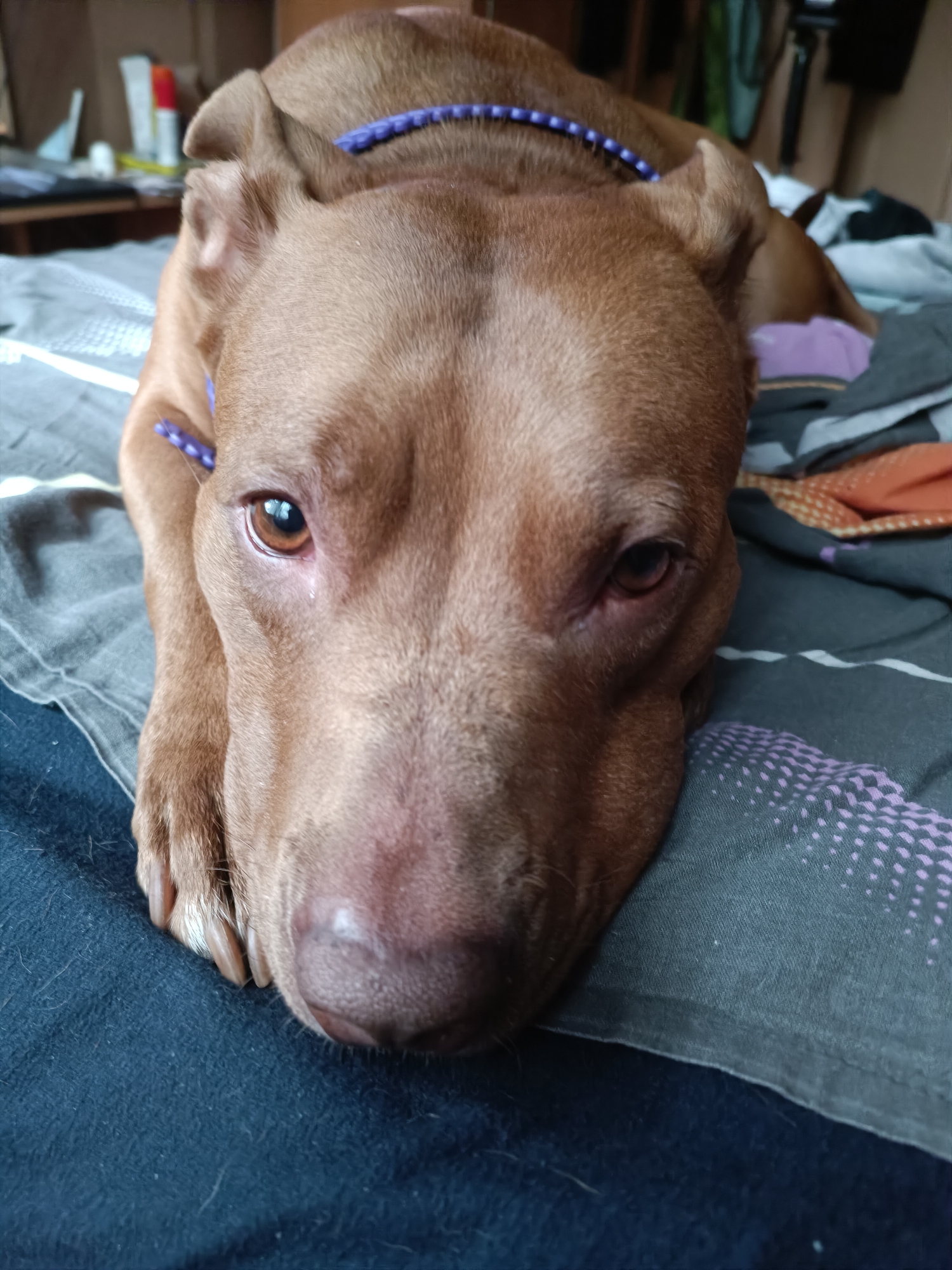 A brown pit bull dog is lying on a bed with its head resting on the covers. The dog is wearing a blue beaded collar. The bed is covered with a dark blue blanket and a patterned duvet. In the background, out of focus, is a shelf with some bottles and containers. The scene is indoors, likely in a bedroom. There is no information to suggest the location is the city of Zaporizhzhia, Ukraine.