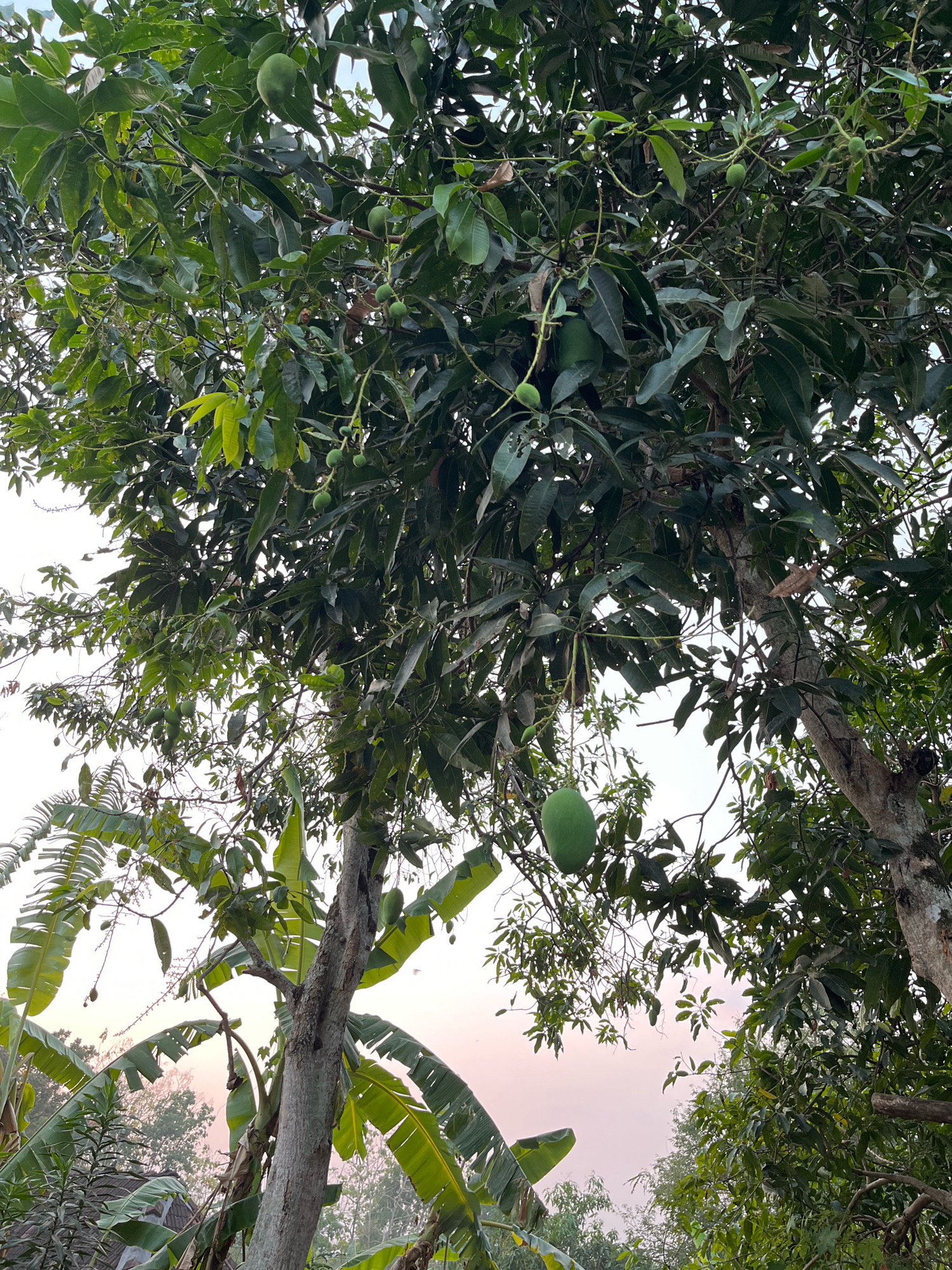 A low-angle full shot shows a mango tree laden with green fruit against a pale, pastel sky. The tree's branches, laden with dark green leaves and small, developing mangoes, fill most of the frame. One large, ripe mango hangs prominently in the lower left quadrant of the image. To the left and bottom of the frame, broad, green banana leaves are visible, indicating a tropical or subtropical environment. The sky suggests either dawn or dusk, with a soft pink and orange hue. No people or animals are present in the scene. The image captures a moment of nature's bounty in what appears to be a rural setting, possibly in Wonokerto, Indonesia, given the presence of tropical flora.
